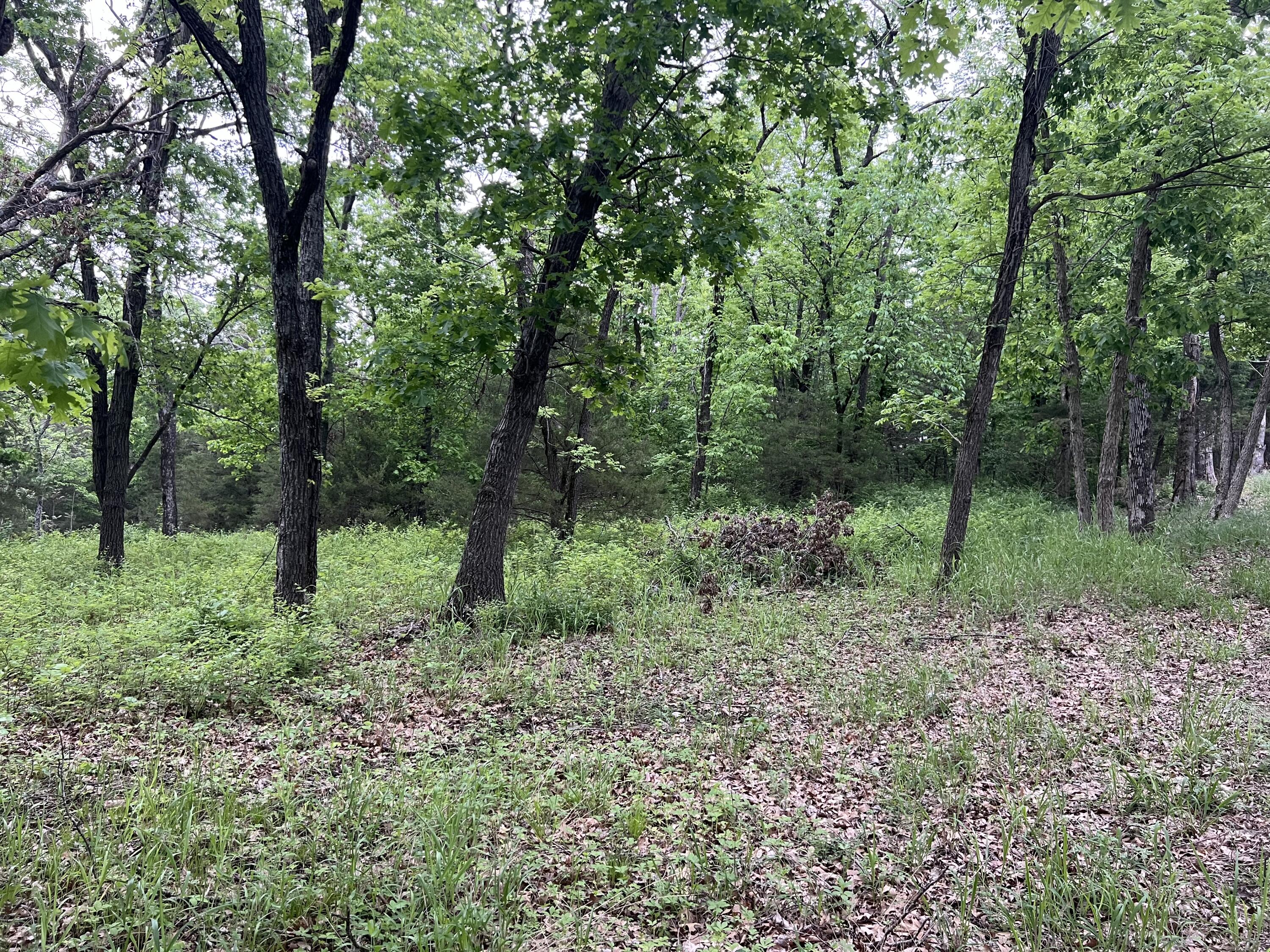 Photo 15 - Land for sale – 000  Fi Anna Lane  Ozark, MO