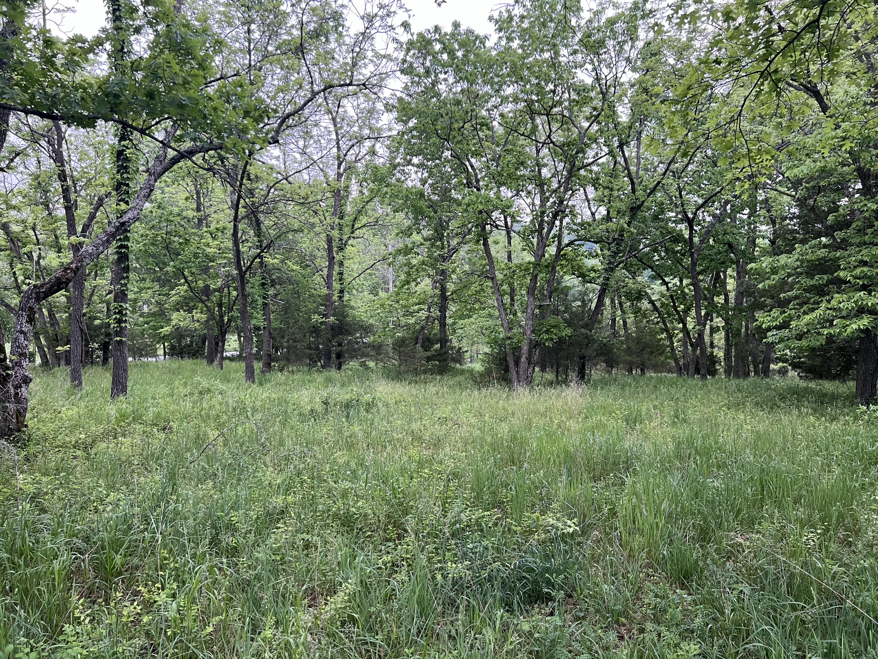 Photo 10 - Land for sale – 000  Fi Anna Lane  Ozark, MO