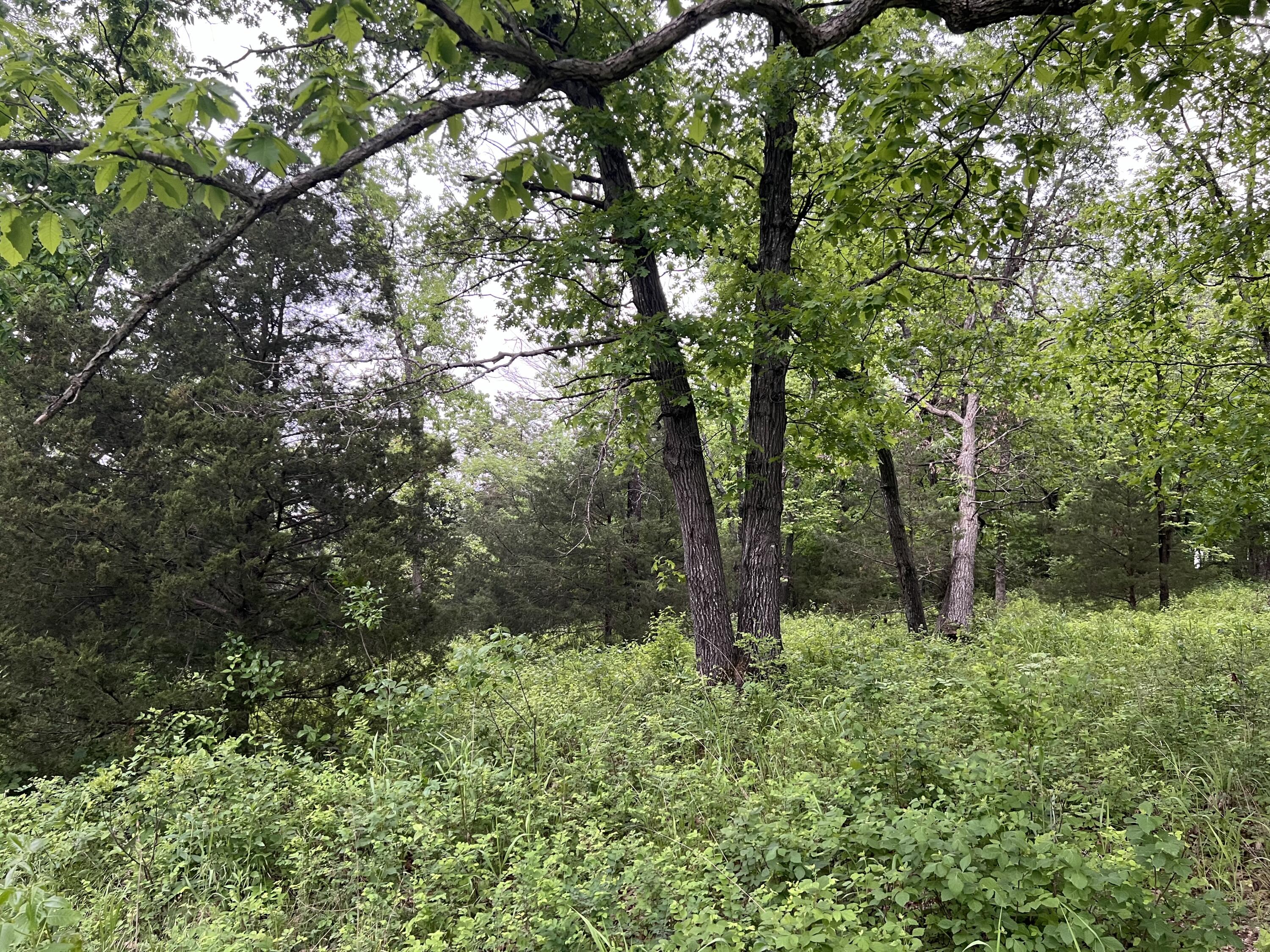 Photo 12 - Land for sale – 000  Fi Anna Lane  Ozark, MO