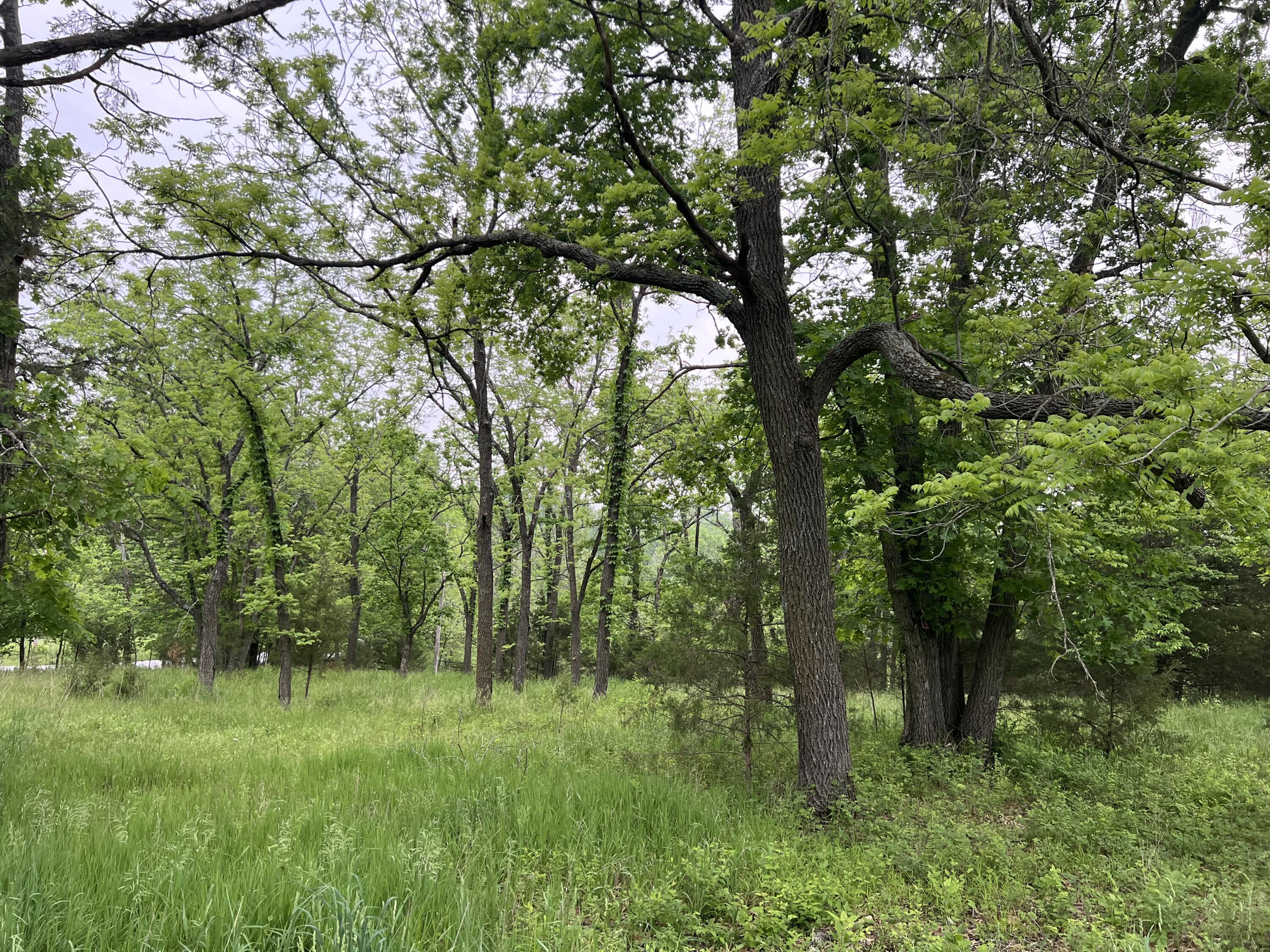 Photo 8 - Land for sale – 000  Fi Anna Lane  Ozark, MO
