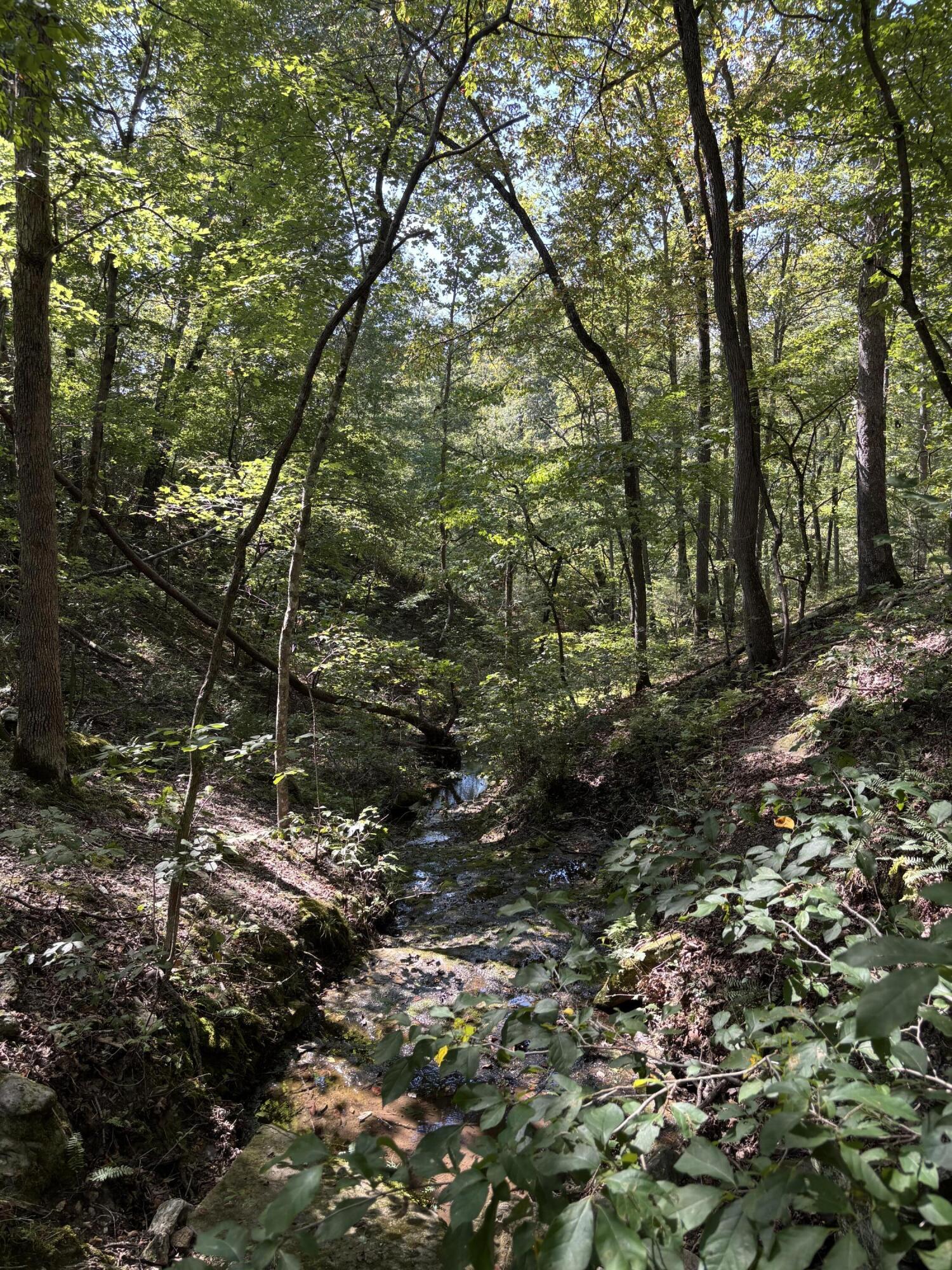 Photo 3 - Land for sale – 000  County Road 114   Ava, MO