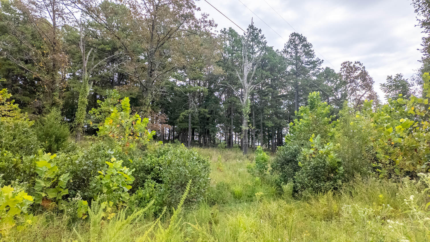 Photo 5 - Land for sale – 517  Sawmill Road  Brockwell, AR