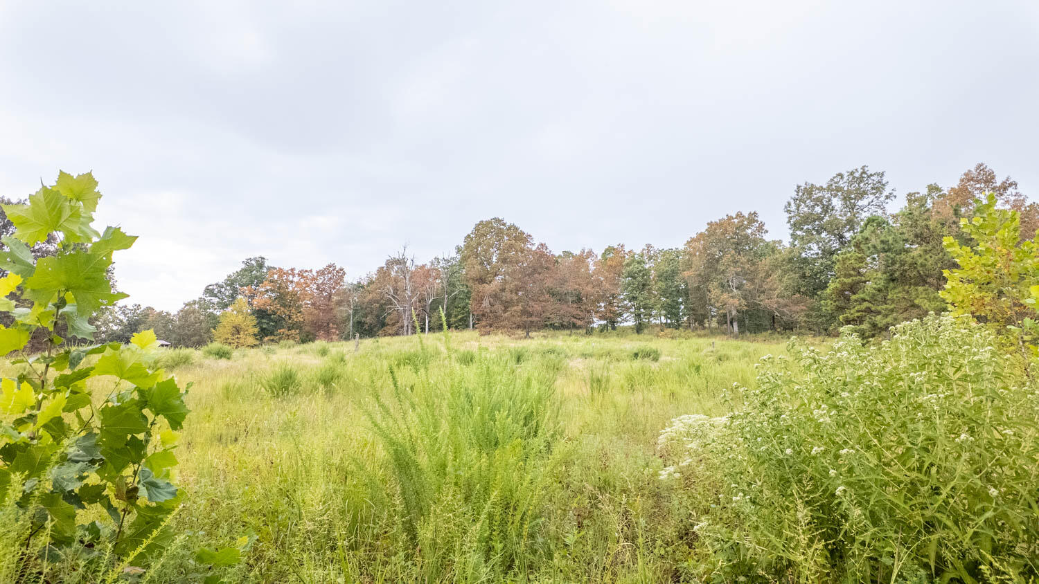 Photo 3 - Land for sale – 517  Sawmill Road  Brockwell, AR