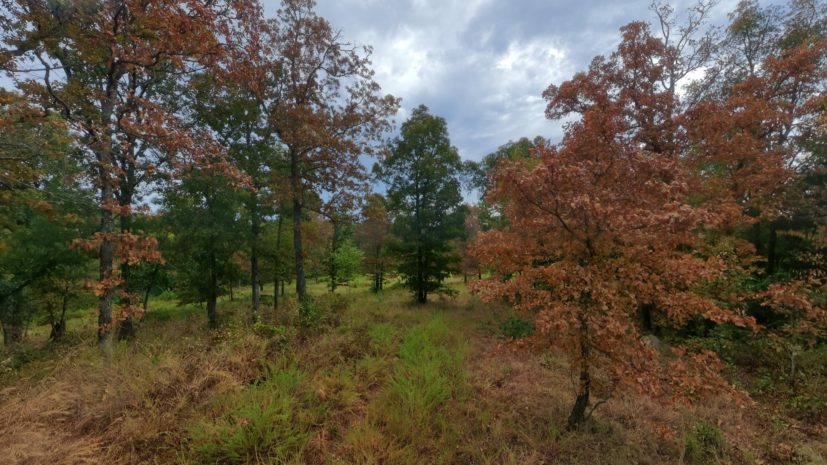 Photo 41 - Land for sale – 517  Sawmill Road  Brockwell, AR