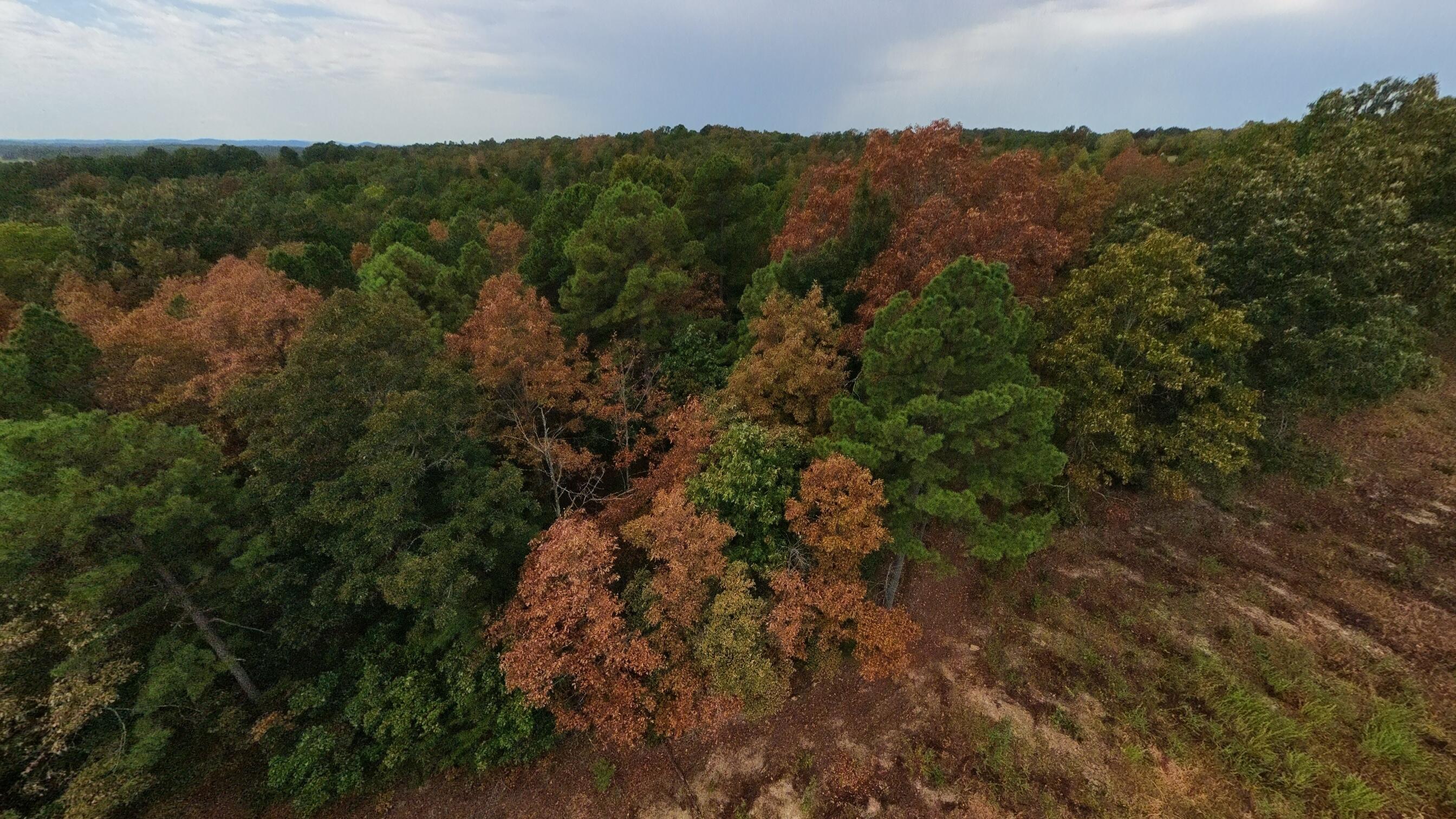 Photo 18 - Land for sale – 517  Sawmill Road  Brockwell, AR