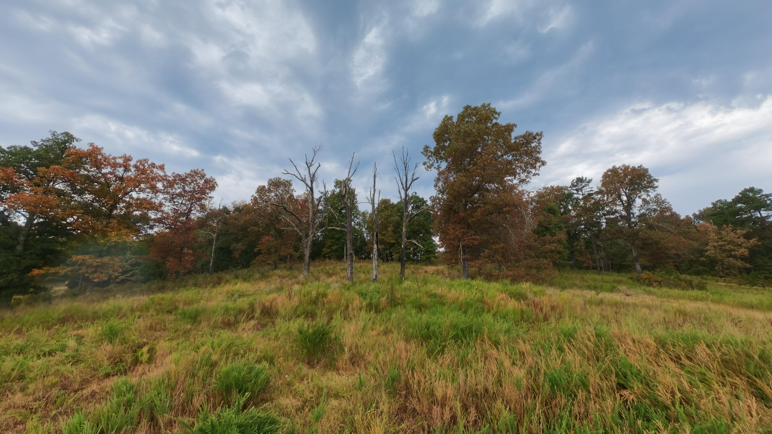 Photo 54 - Land for sale – 517  Sawmill Road  Brockwell, AR