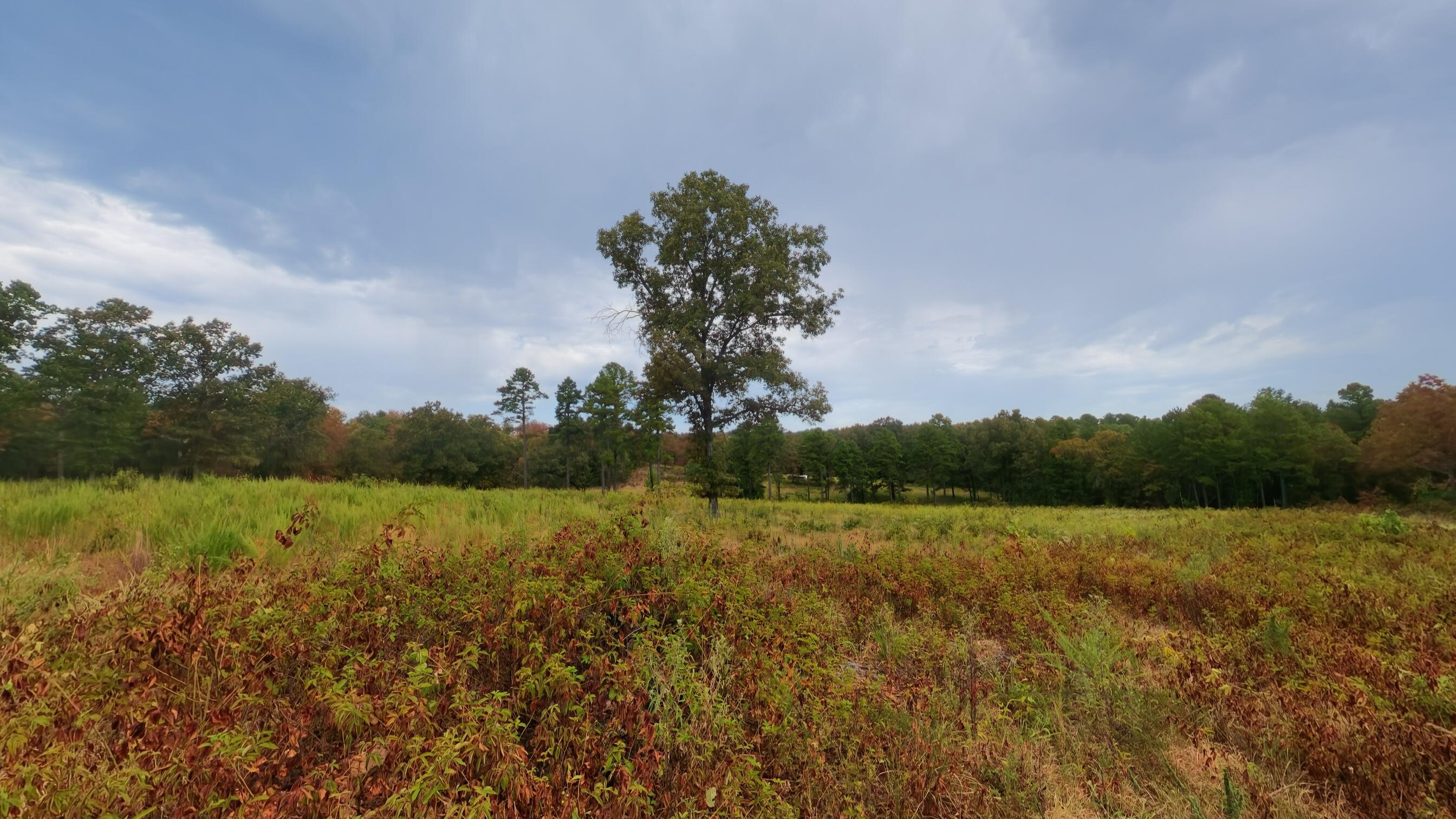 Photo 19 - Land for sale – 517  Sawmill Road  Brockwell, AR