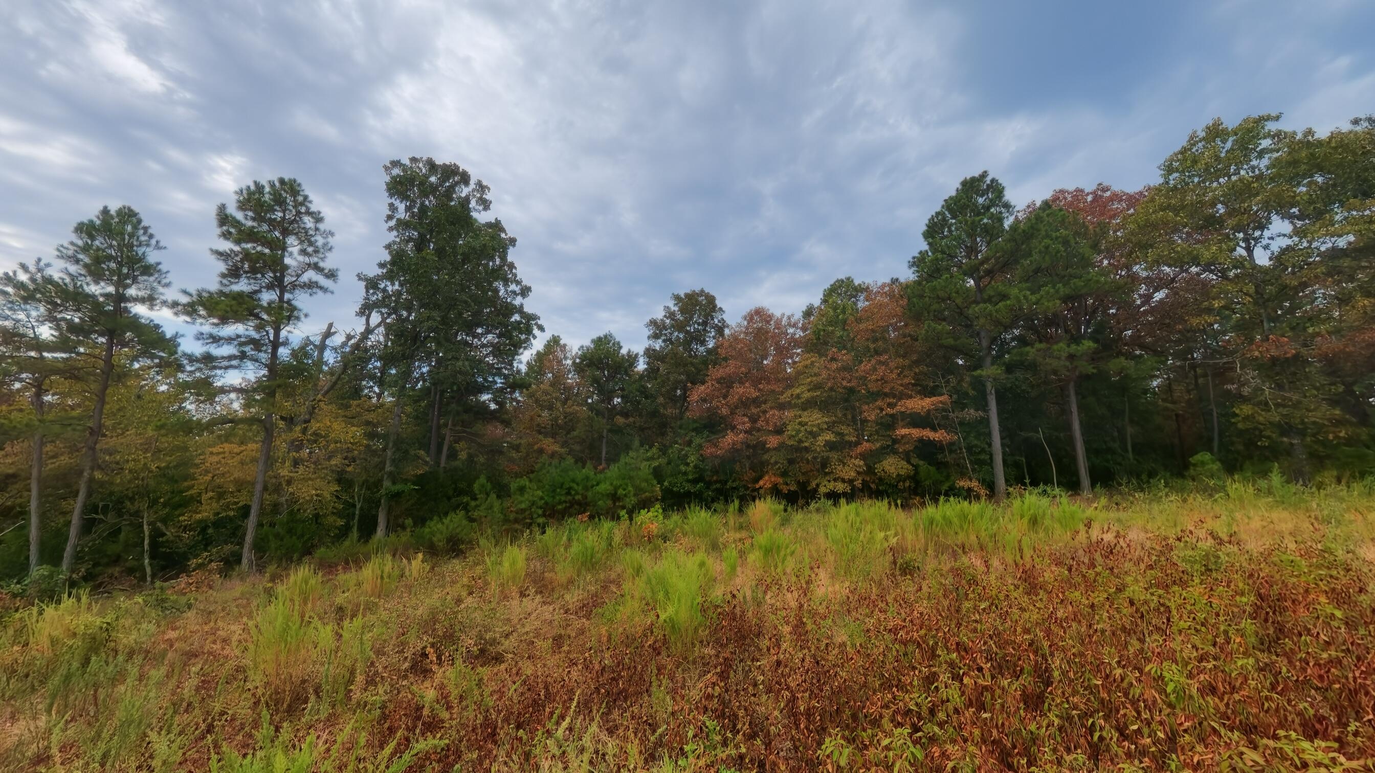 Photo 21 - Land for sale – 517  Sawmill Road  Brockwell, AR