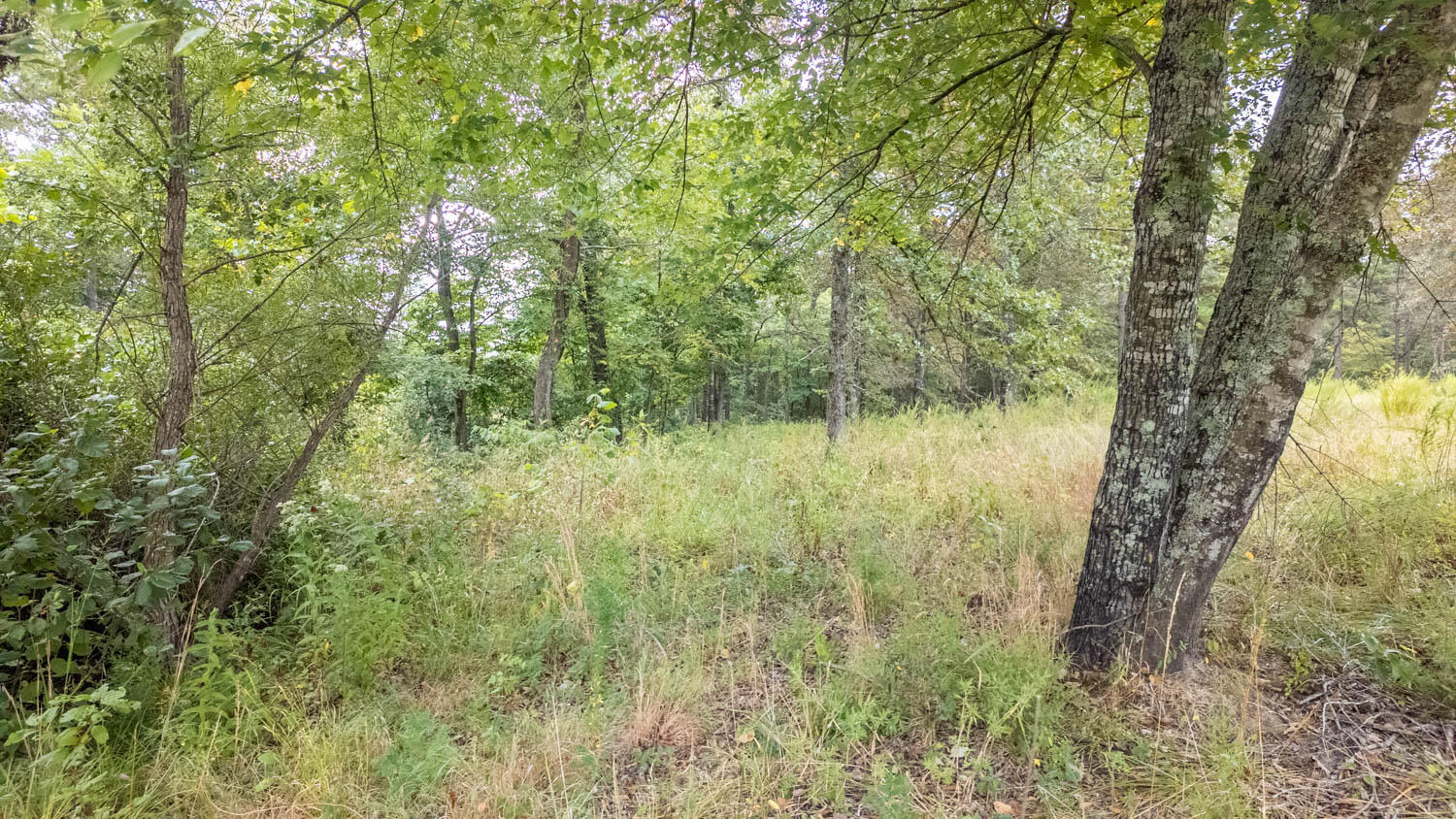 Photo 7 - Land for sale – 517  Sawmill Road  Brockwell, AR