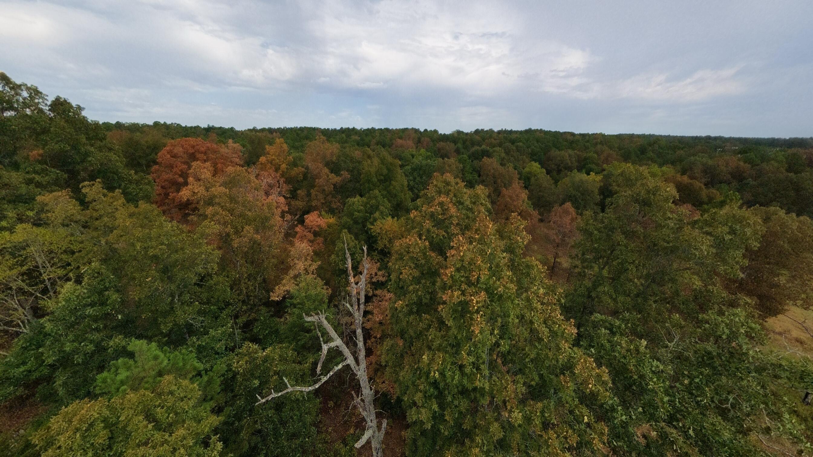 Photo 37 - Land for sale – 517  Sawmill Road  Brockwell, AR