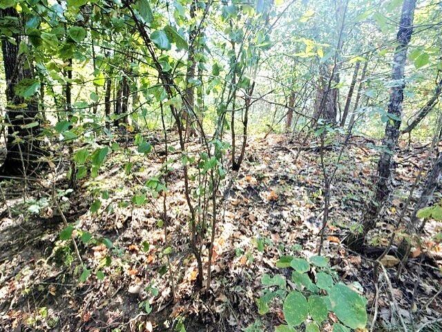 Photo 2 - Land for sale – 18886  Sugar Creek Road  Garfield, AR