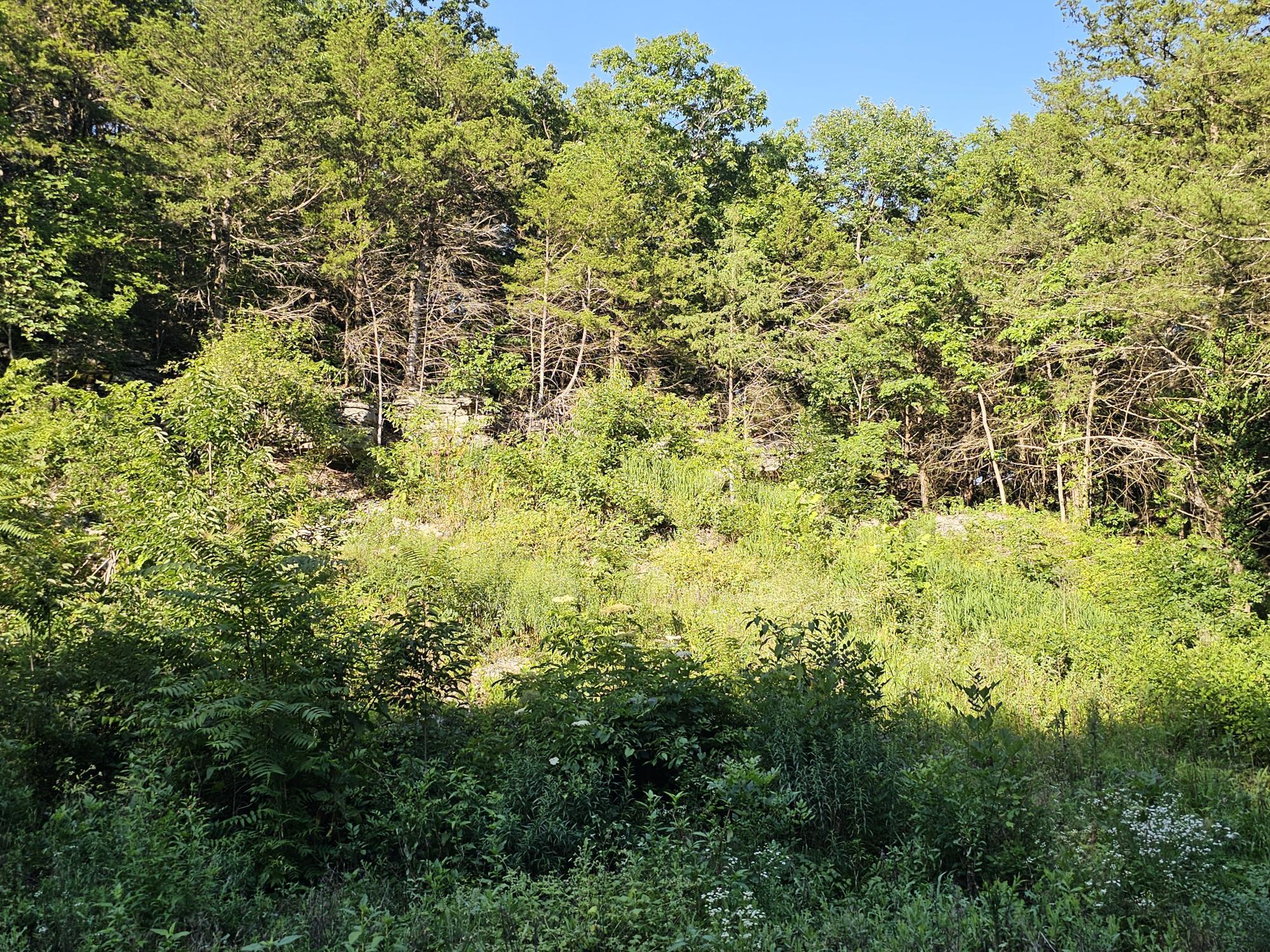Photo 7 - Land for sale – 14727  State Highway 59   Noel, MO