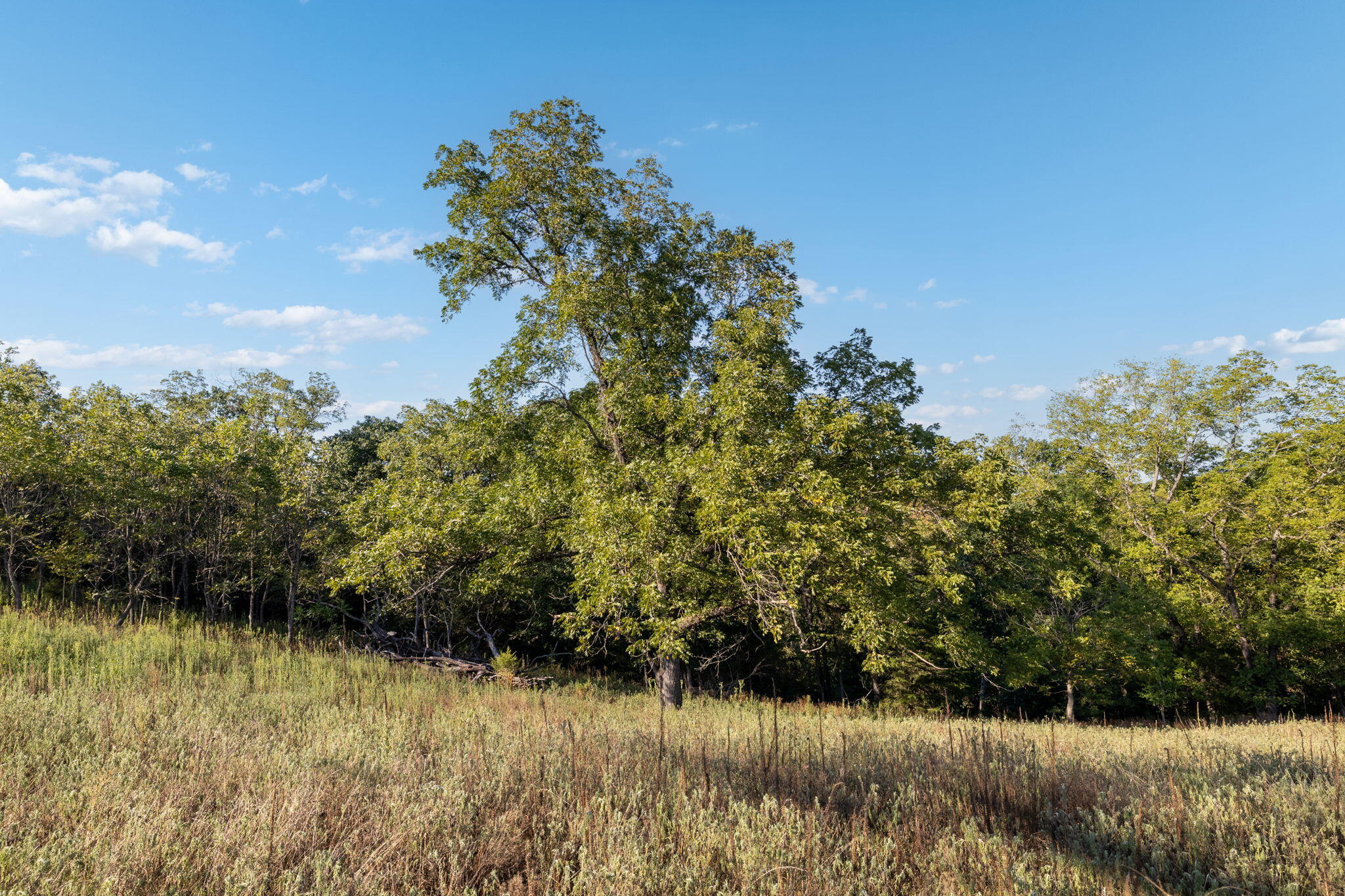 Photo 36 - Land for sale – 0000  State Highway 90   Washburn, MO