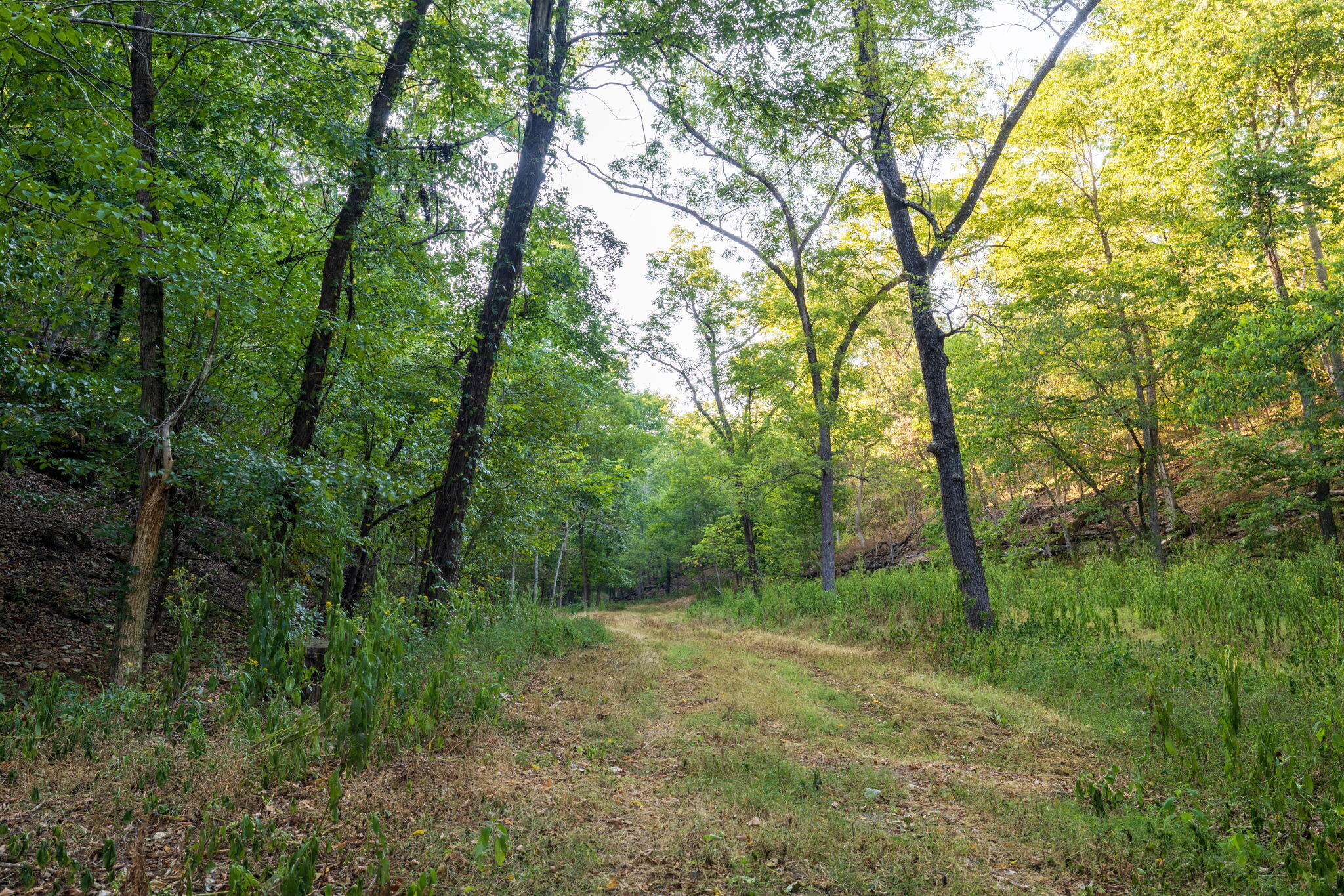 Photo 40 - Land for sale – 0000  State Highway 90   Washburn, MO
