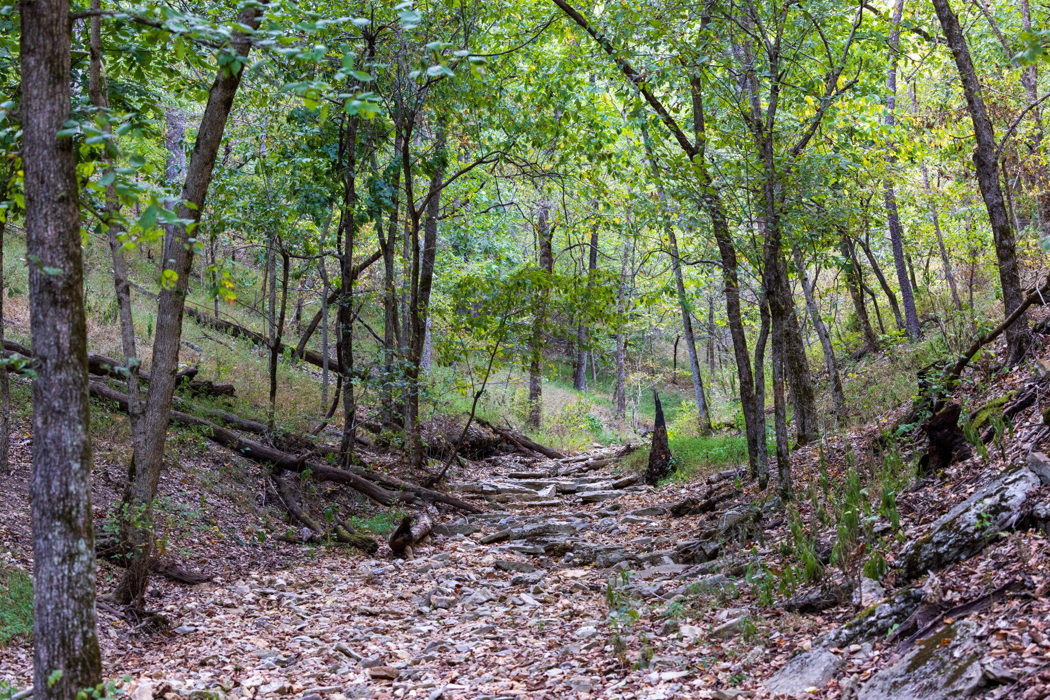 Photo 54 - Land for sale – 0000  State Highway 90   Washburn, MO