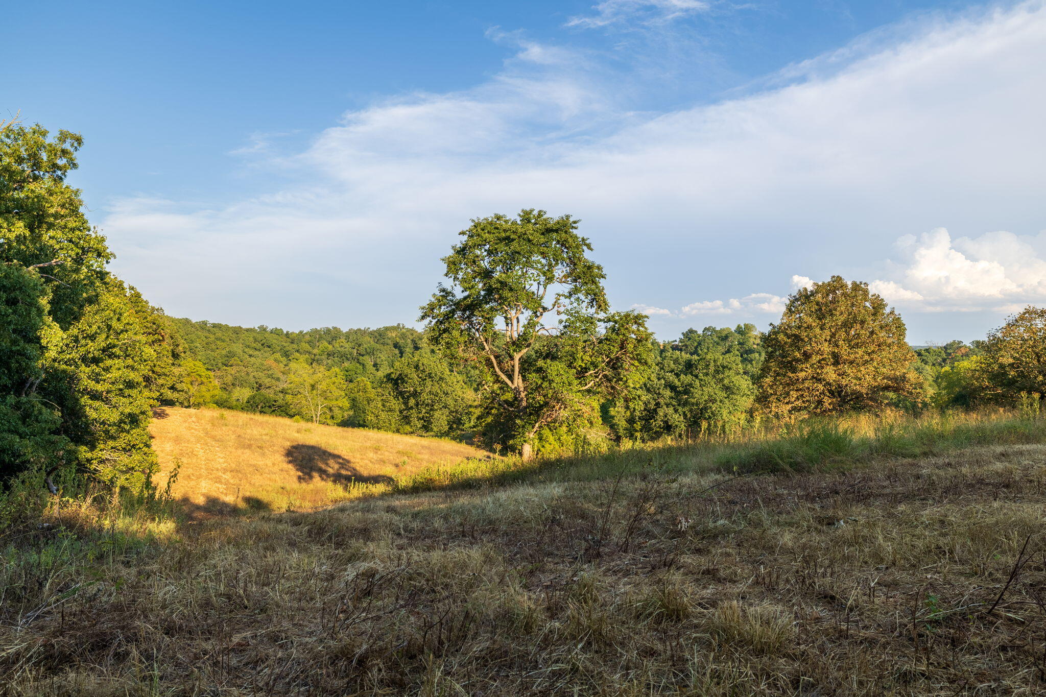 Photo 43 - Land for sale – 0000  State Highway 90   Washburn, MO