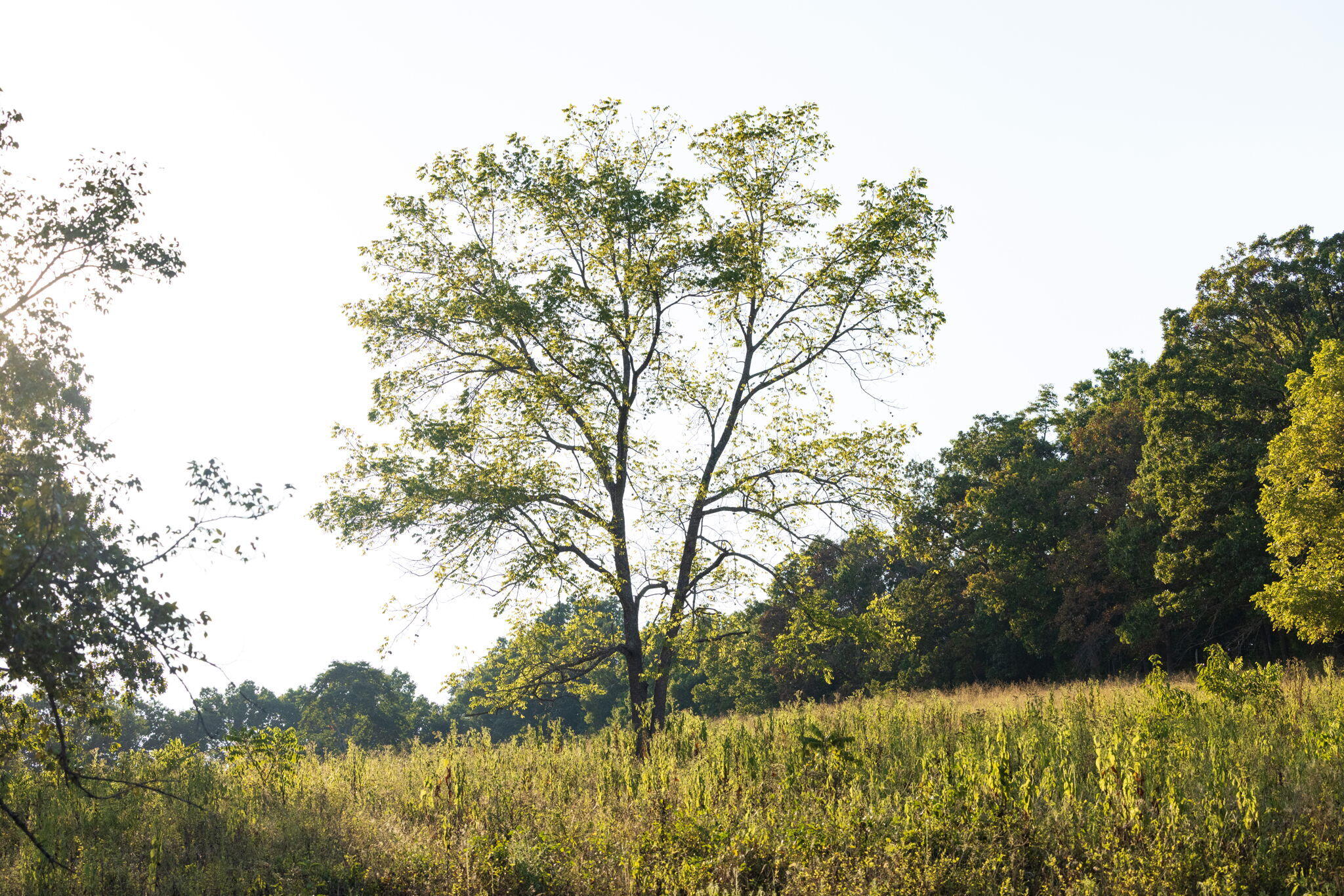 Photo 55 - Land for sale – 0000  State Highway 90   Washburn, MO