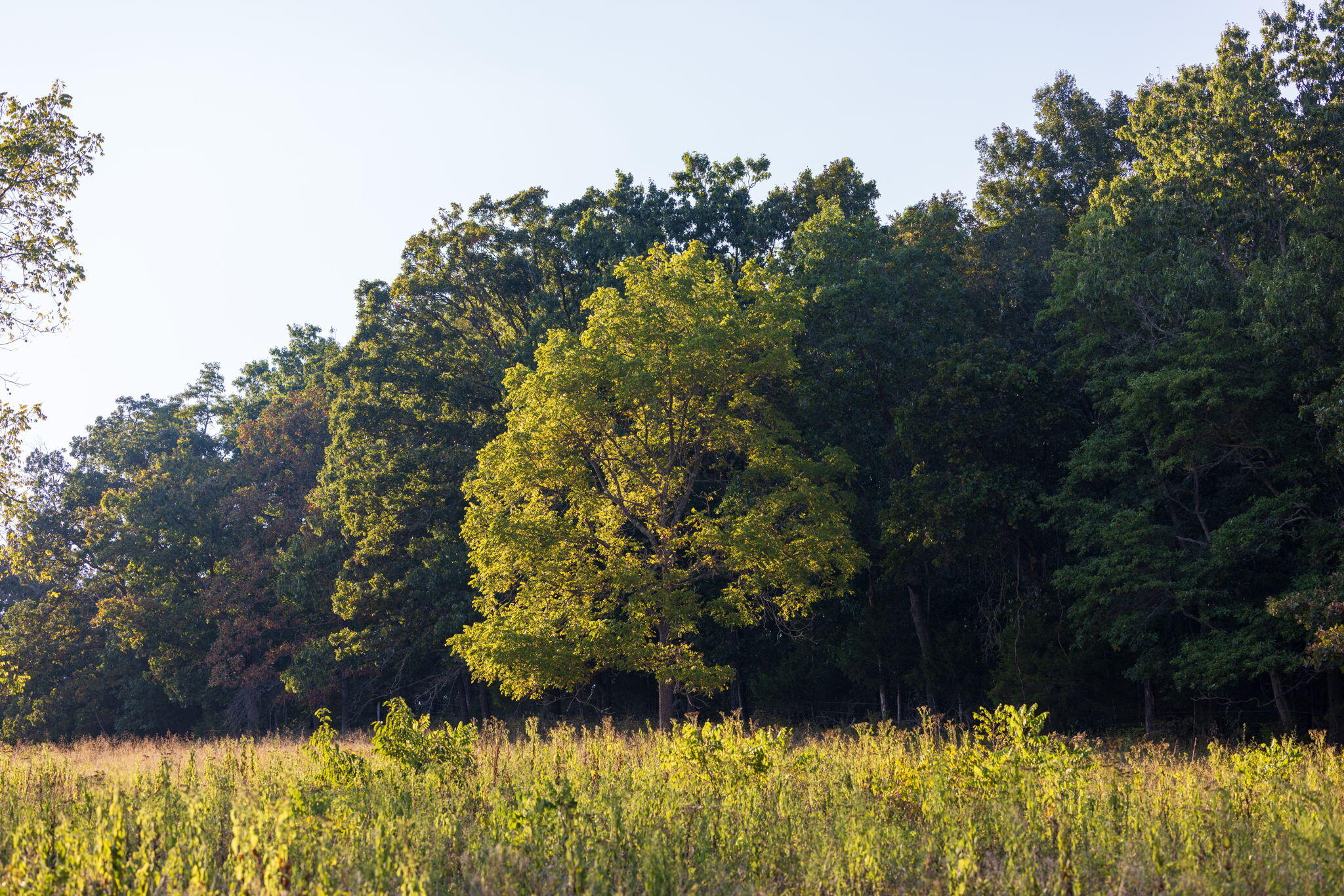 Photo 56 - Land for sale – 0000  State Highway 90   Washburn, MO