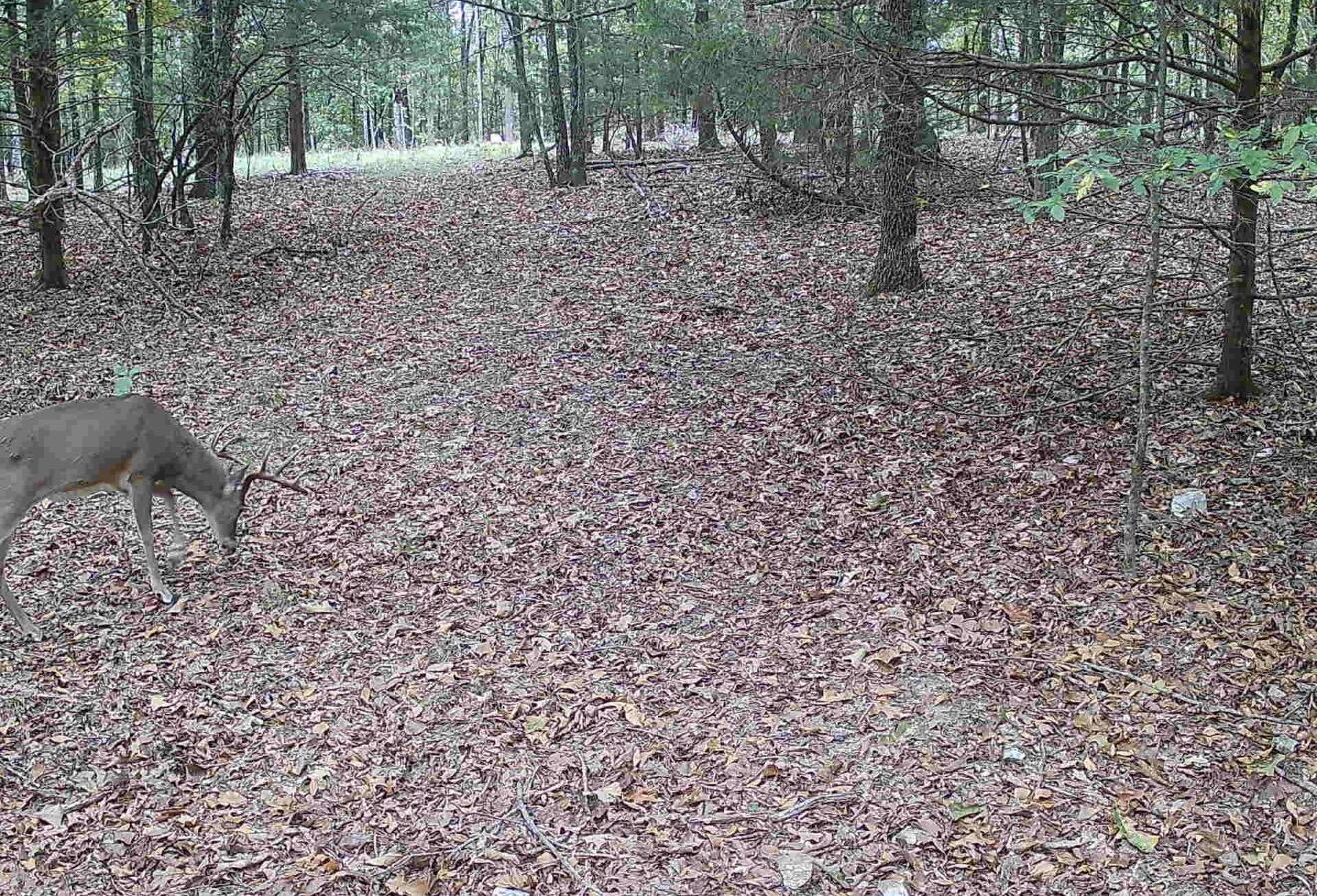 Photo 34 - Land for sale – Tract Z&T  Red Rock Road  Galena, MO