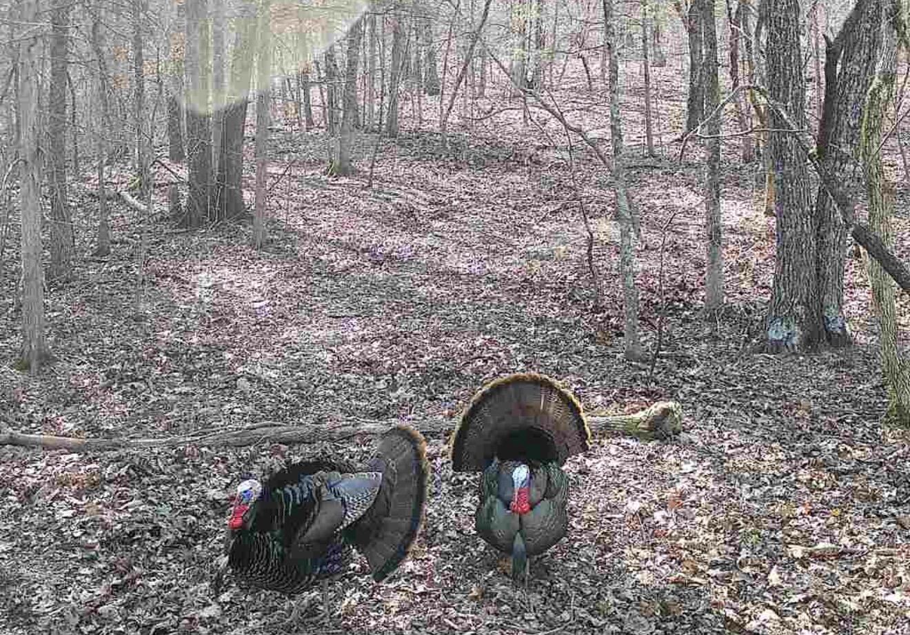 Photo 36 - Land for sale – Tract Z&T  Red Rock Road  Galena, MO