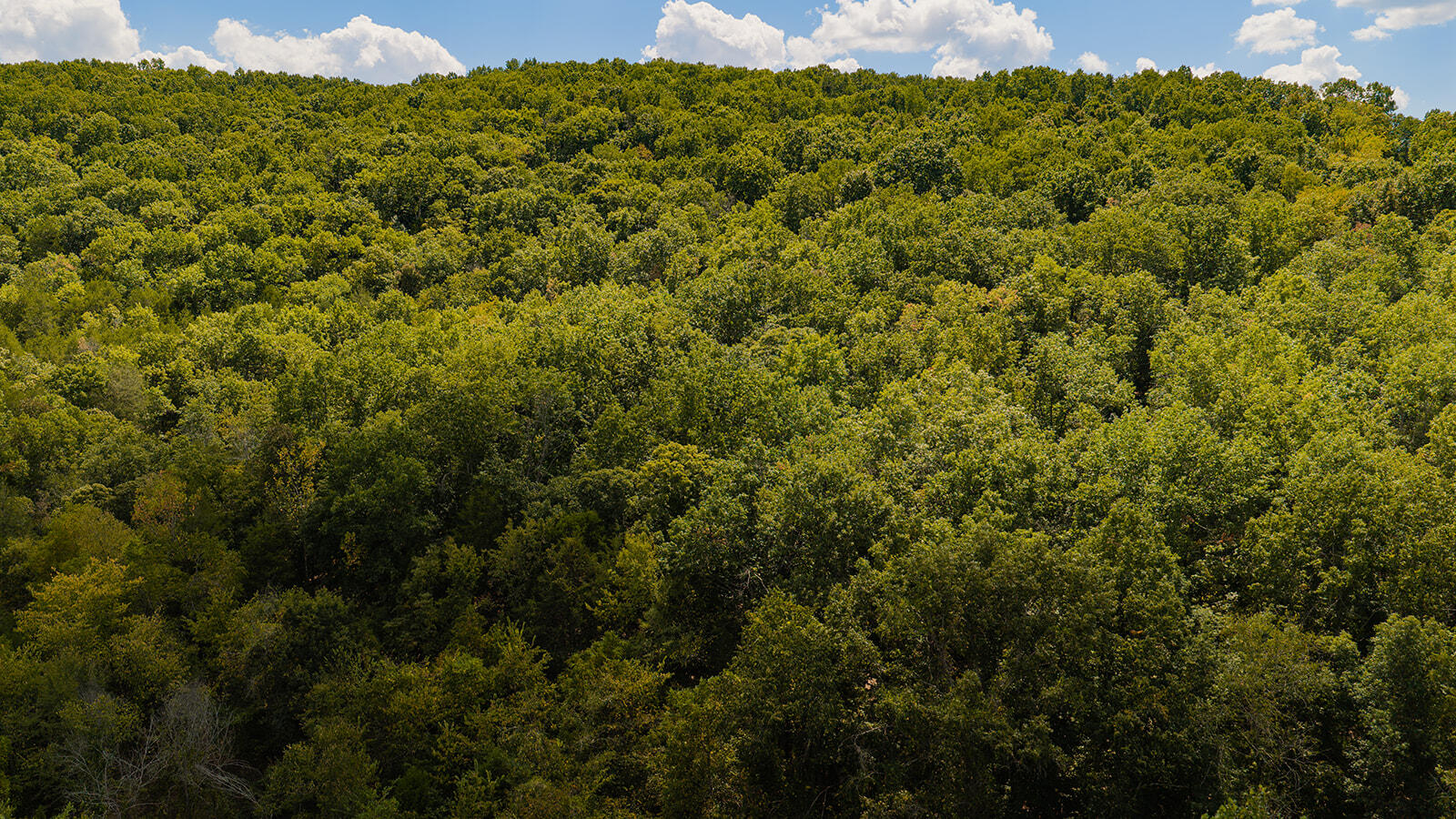 Photo 38 - Land for sale – Tract Z  Red Rock Road  Galena, MO
