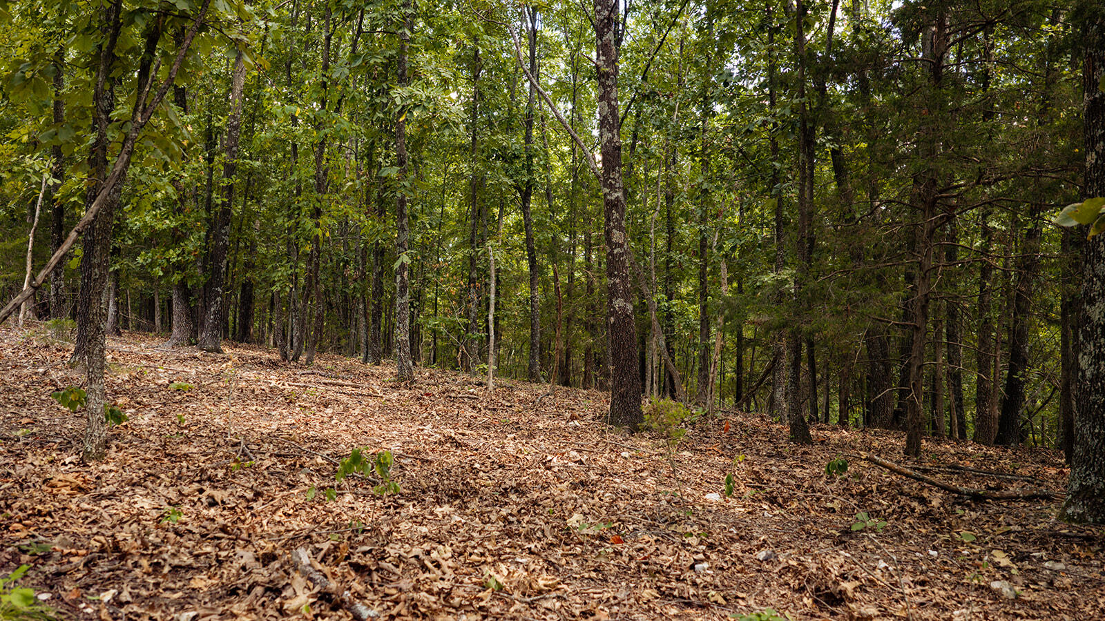 Photo 9 - Land for sale – Tract Z  Red Rock Road  Galena, MO