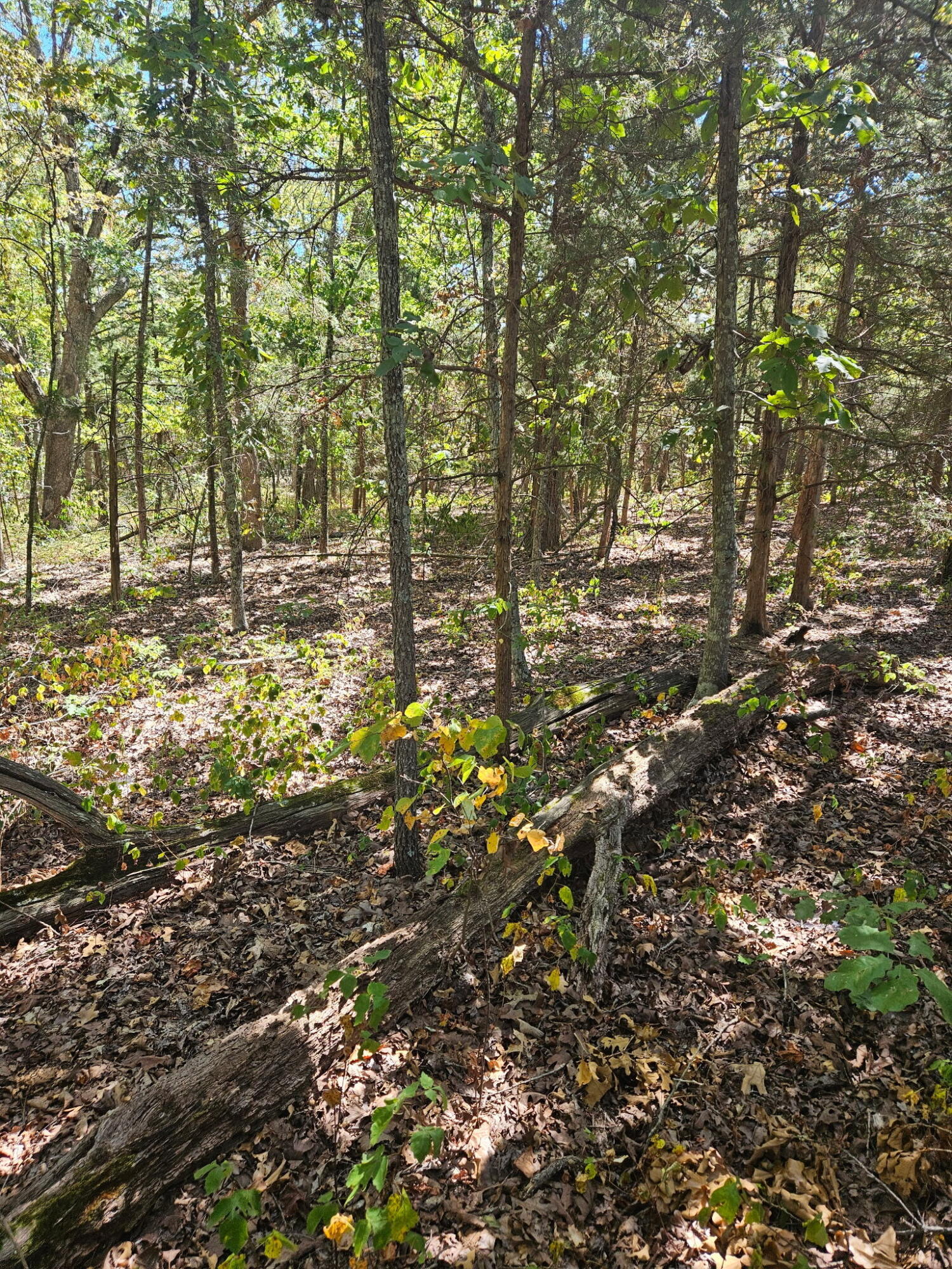 Photo 6 - Land for sale – 000  Highway U   Hermitage, MO