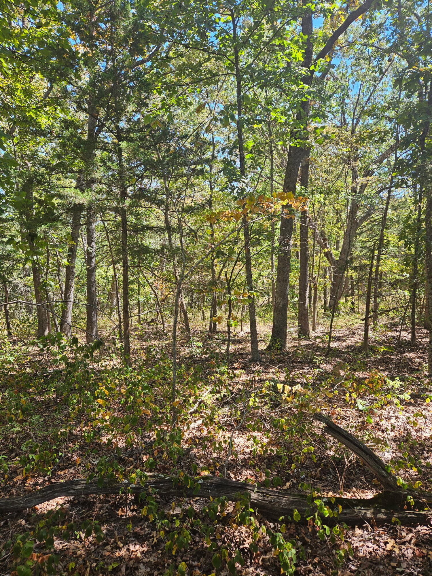 Photo 5 - Land for sale – 000  Highway U   Hermitage, MO