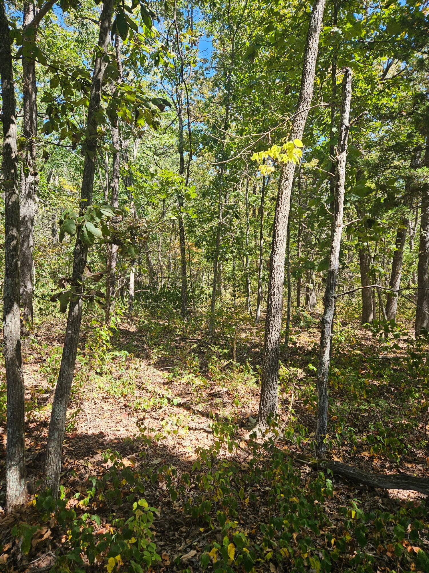 Photo 4 - Land for sale – 000  Highway U   Hermitage, MO
