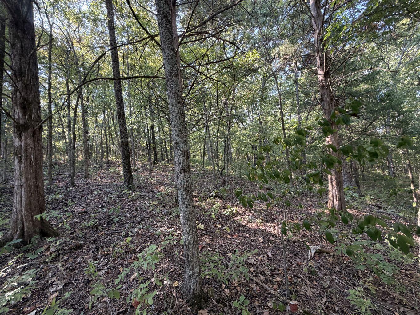 Photo 21 - Land for sale – 000  Ff   Gainesville, MO