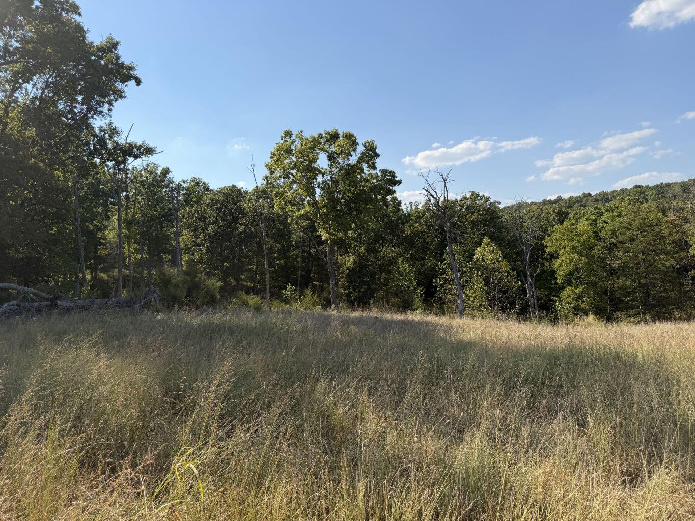 Photo 12 - Land for sale – 000  Ff   Gainesville, MO