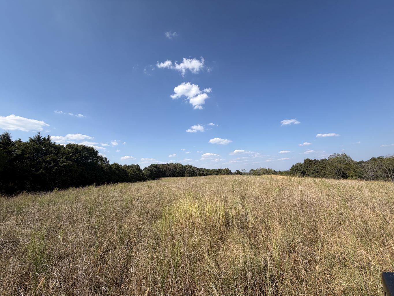 Photo 4 - Land for sale – 000  Ff   Gainesville, MO