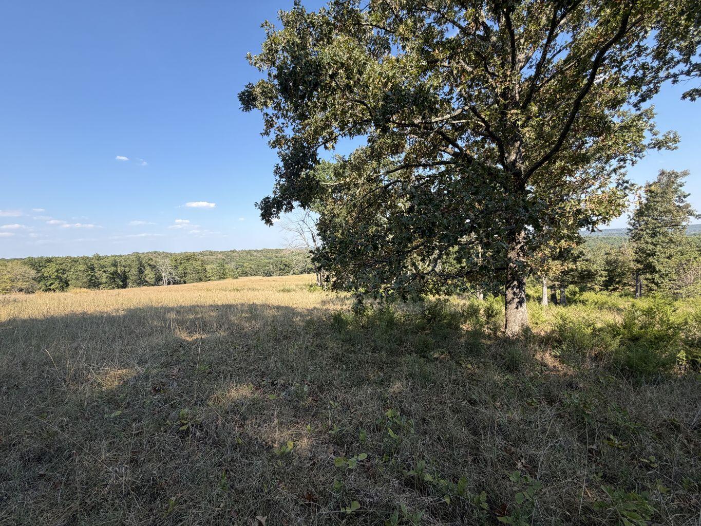 Photo 10 - Land for sale – 000  Ff   Gainesville, MO