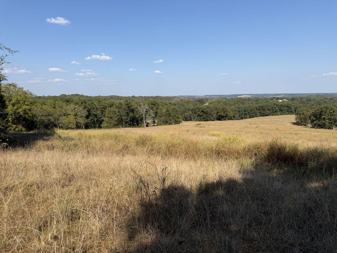Photo 3 - Land for sale – 000  Ff   Gainesville, MO