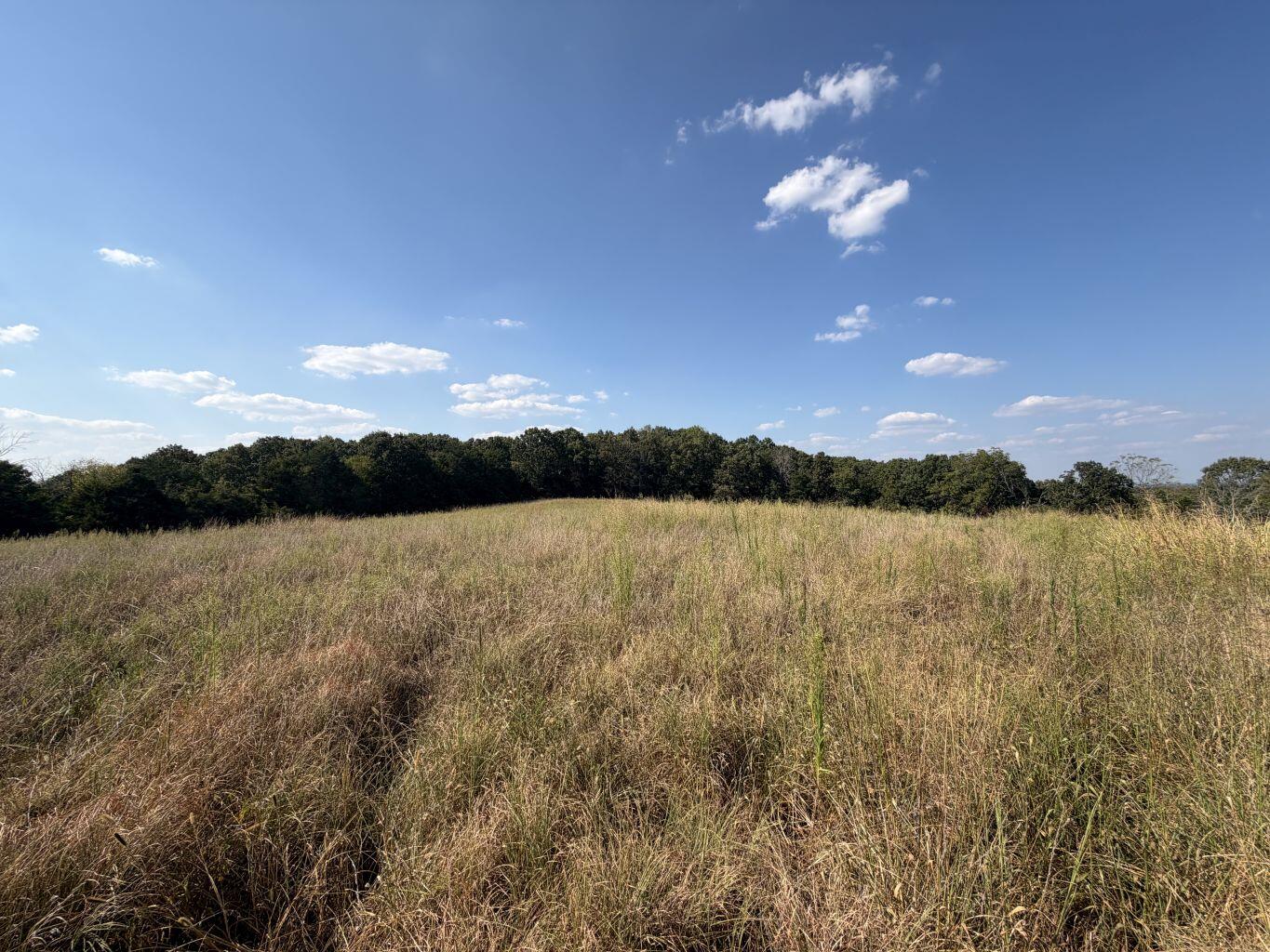 Photo 5 - Land for sale – 000  Ff   Gainesville, MO