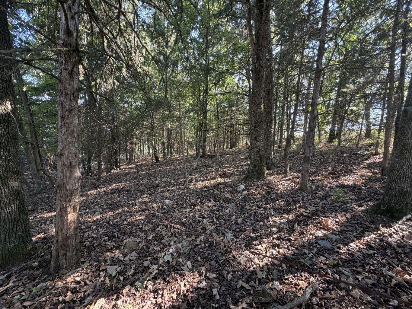Photo 8 - Land for sale – 000  Ff   Gainesville, MO