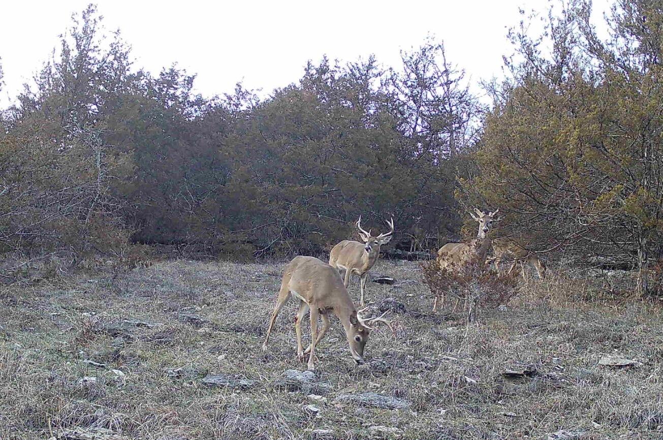Photo 18 - Land for sale – Tract T  Ozark Road   Galena, MO