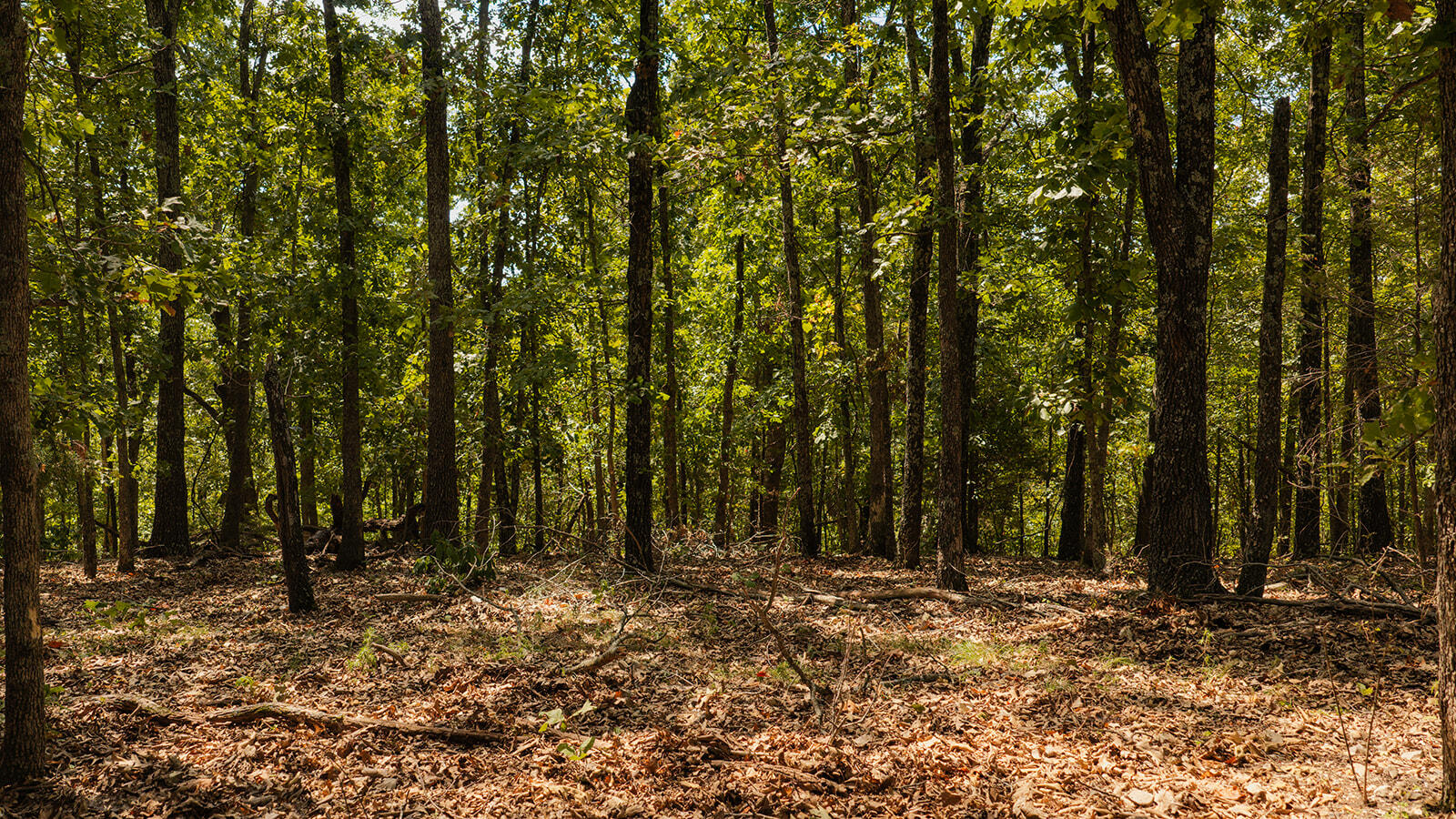 Photo 10 - Land for sale – Tract T  Ozark Road   Galena, MO