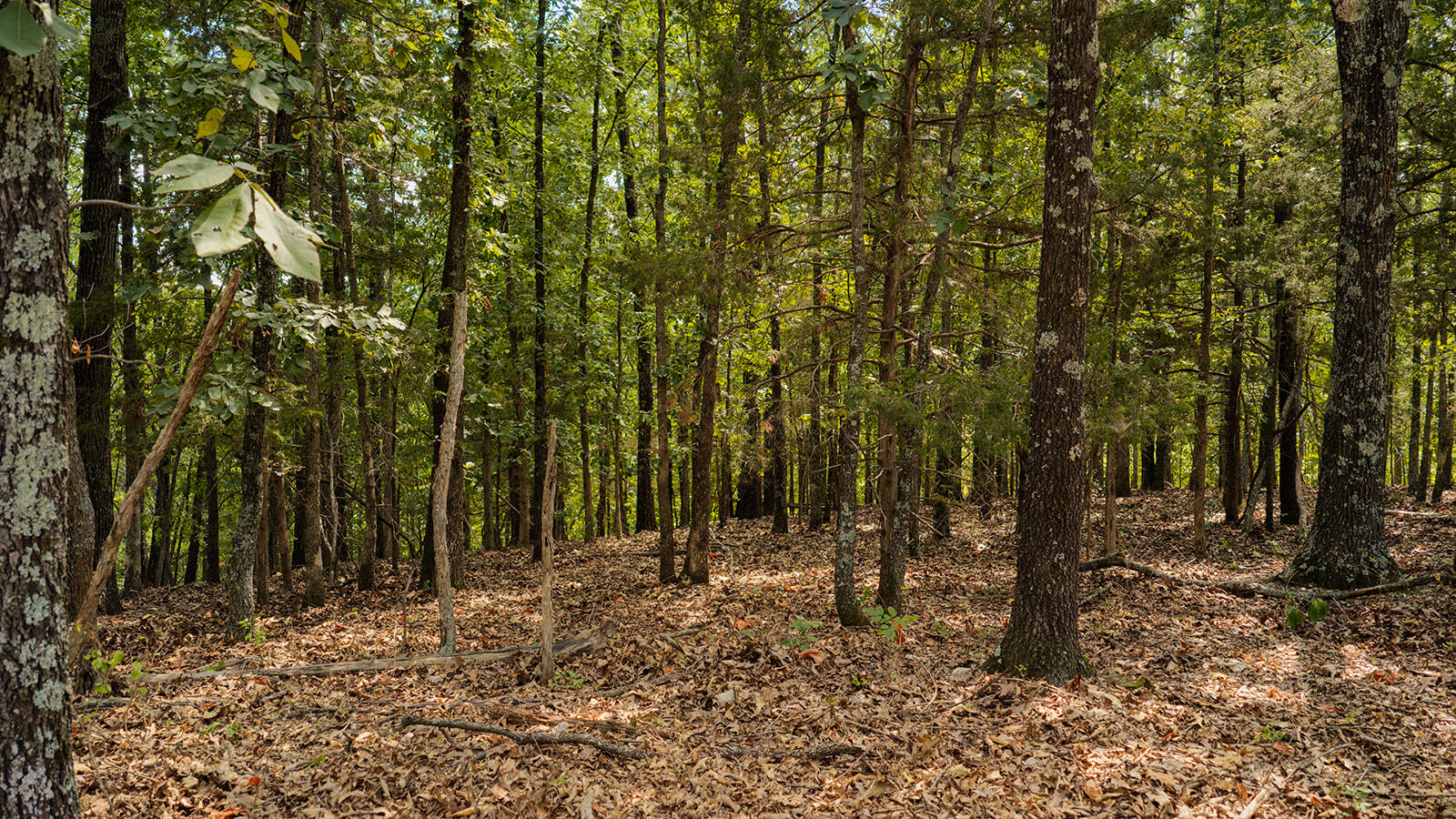 Photo 9 - Land for sale – Tract T  Ozark Road   Galena, MO