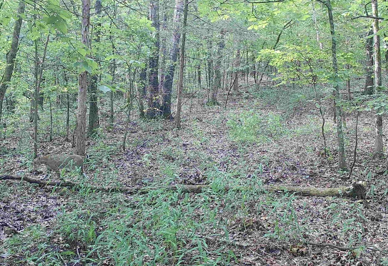 Photo 23 - Land for sale – Tract T  Ozark Road   Galena, MO