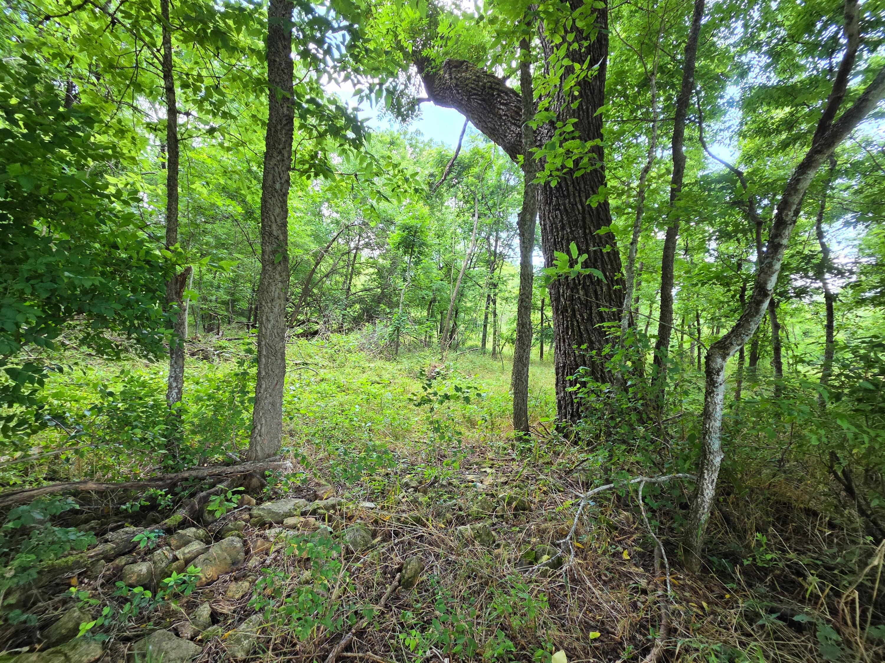 Photo 30 - Farm for sale – 4660 S Wilsons Creek Boulevard  Republic, MO