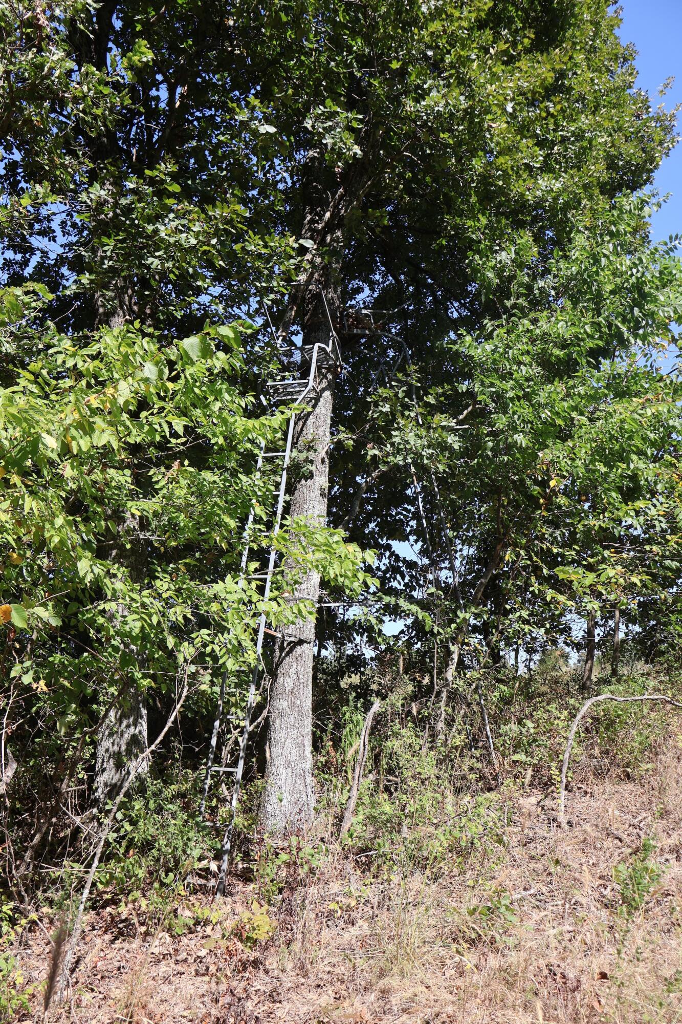 Photo 26 - Land for sale – 0000  County Rd 132   Norwood, MO