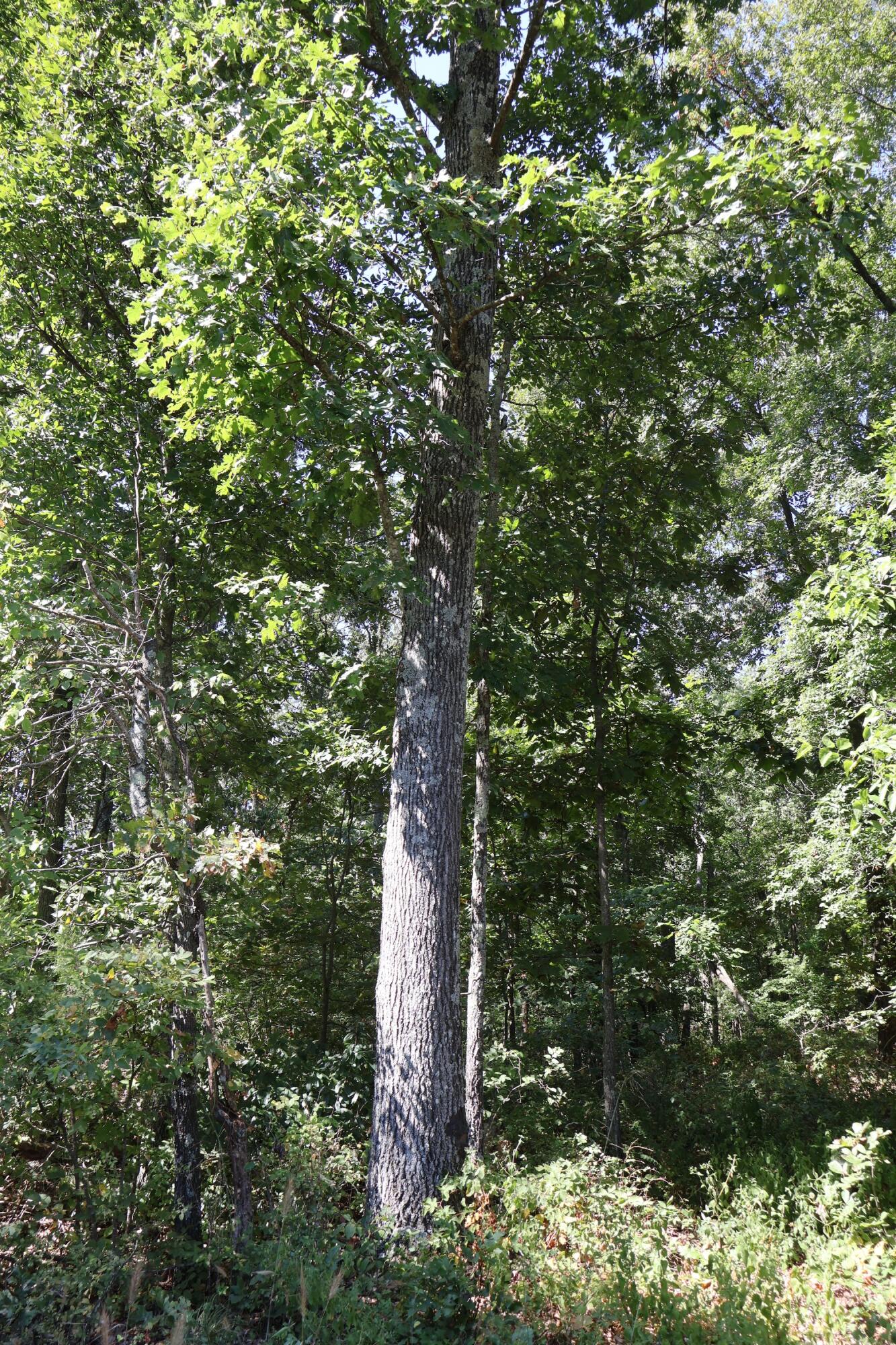 Photo 28 - Land for sale – 0000  County Rd 132   Norwood, MO