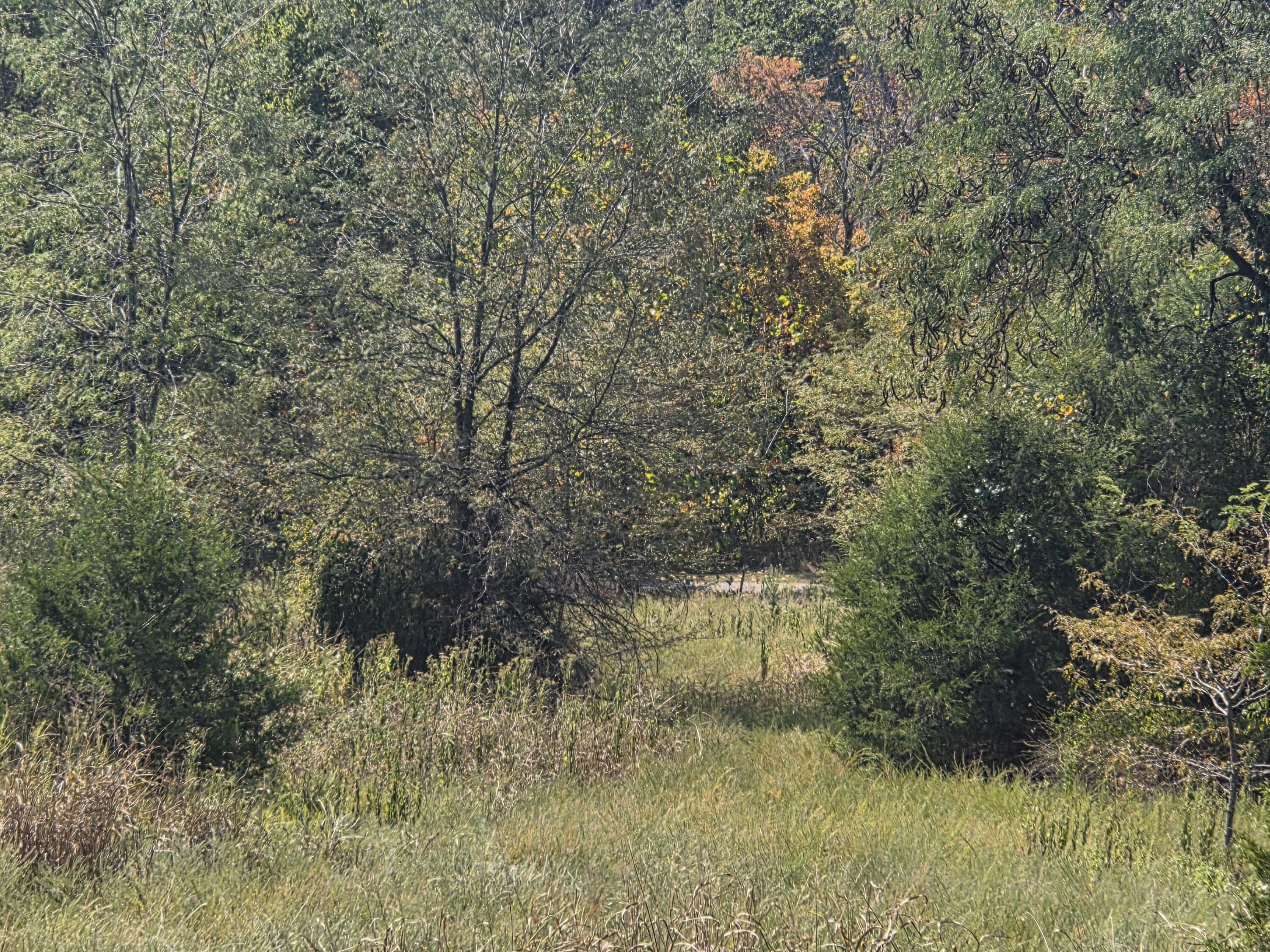 Photo 6 - Land for sale – 000  Cahill Road  Branson, MO