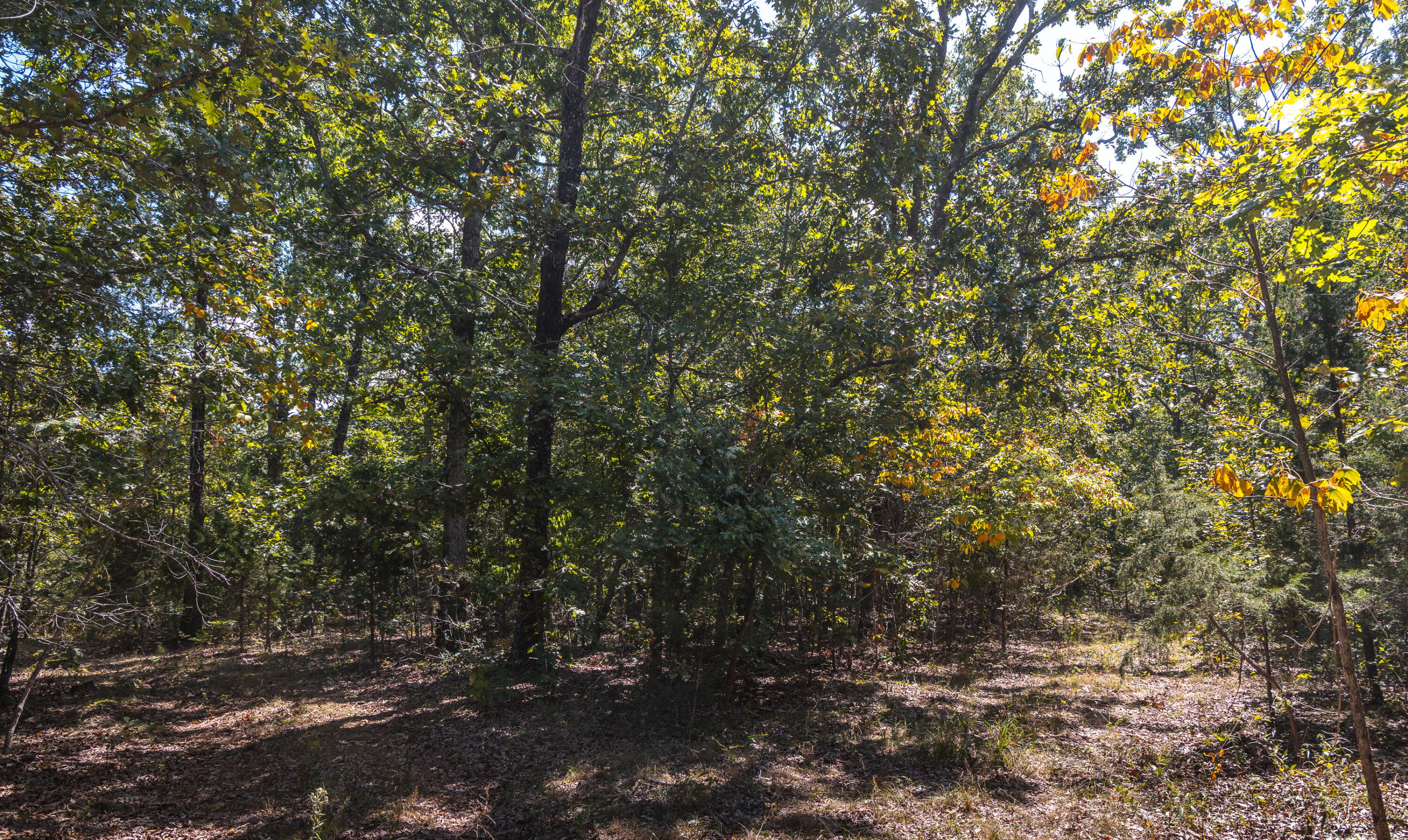 Photo 93 - Farm for sale – 9223  State Highway 32   Salem, MO