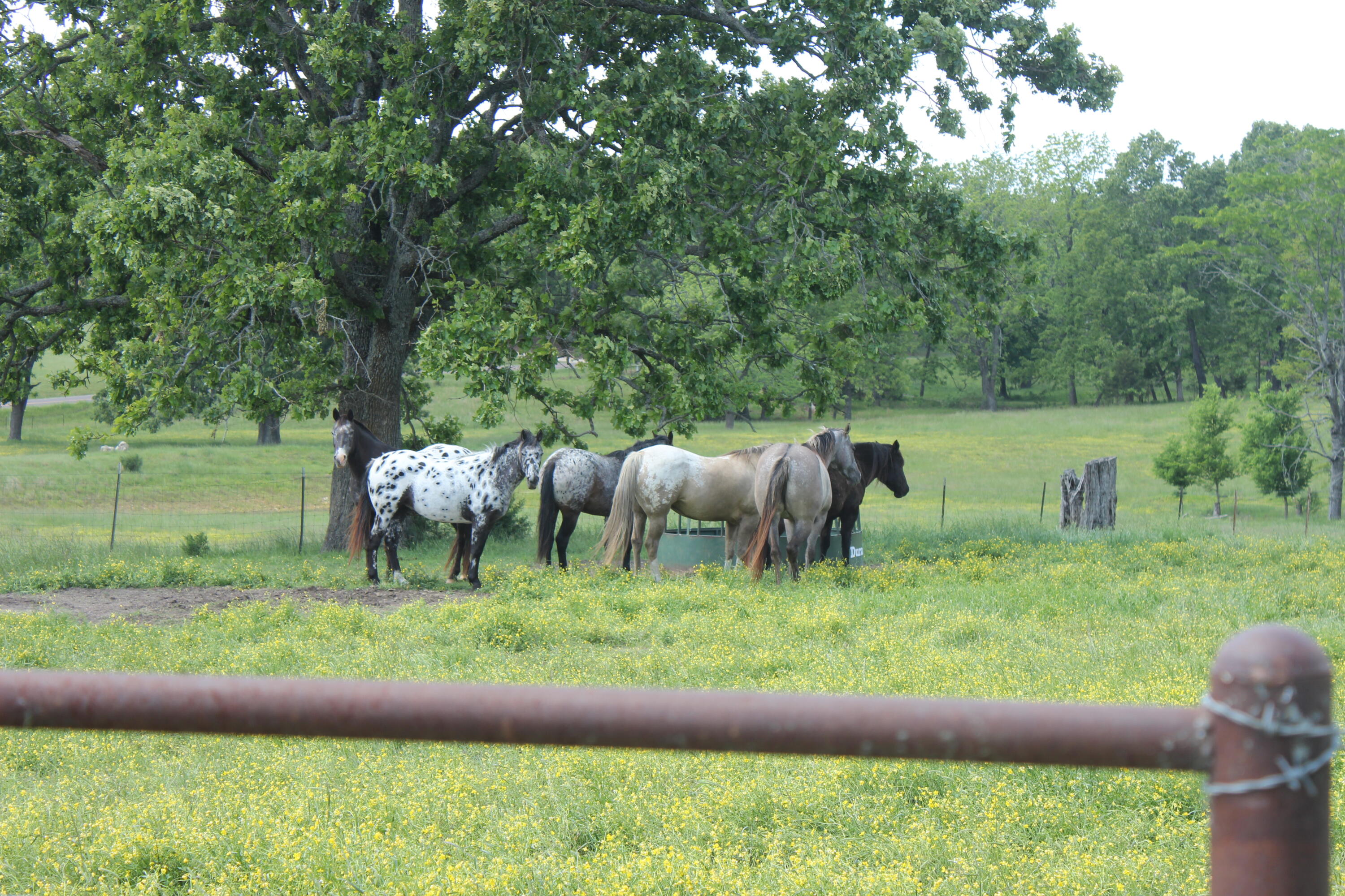 Farm for sale – 2231  W Highway   Thayer, MO