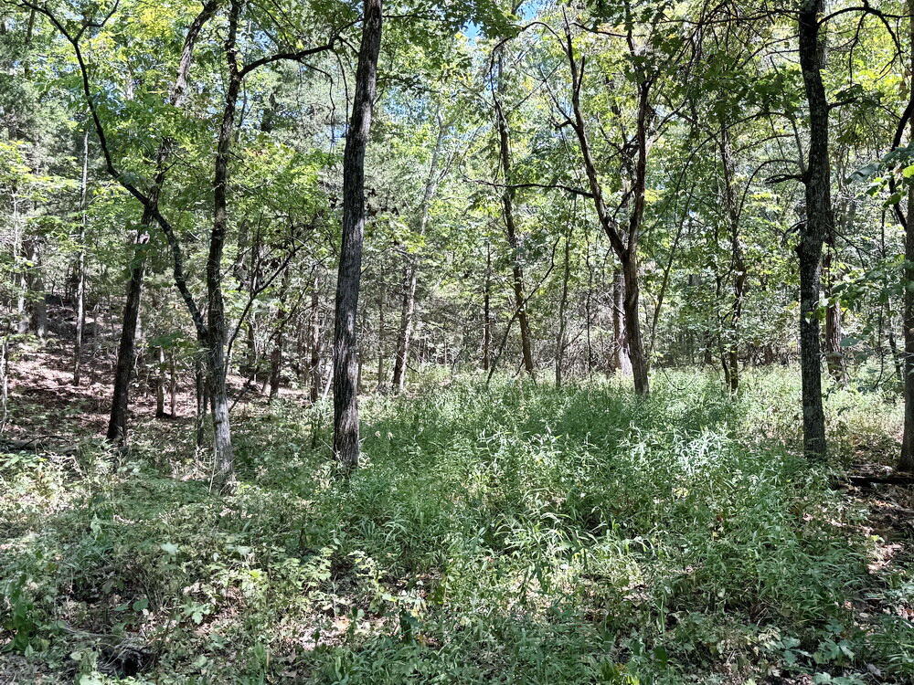 Photo 15 - Land for sale – 000 SE 500 Road  Collins, MO