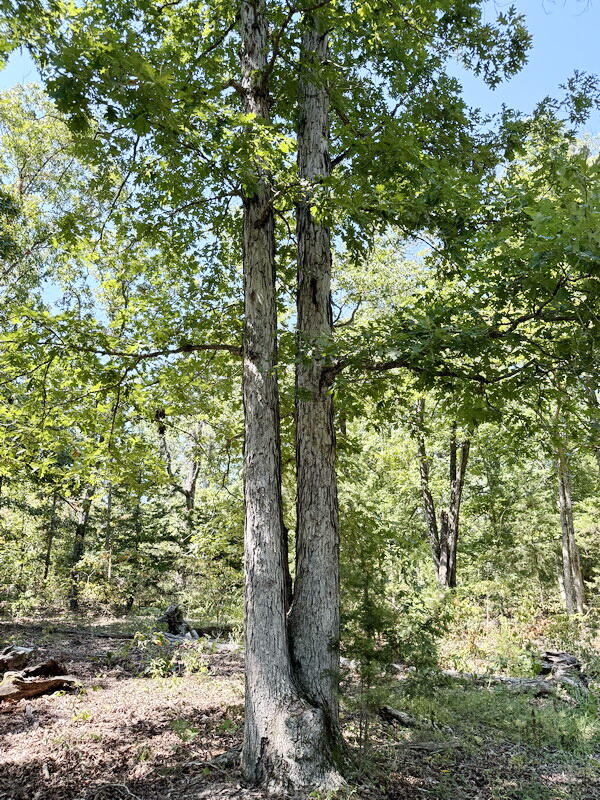 Photo 22 - Land for sale – 000 SE 500 Road  Collins, MO