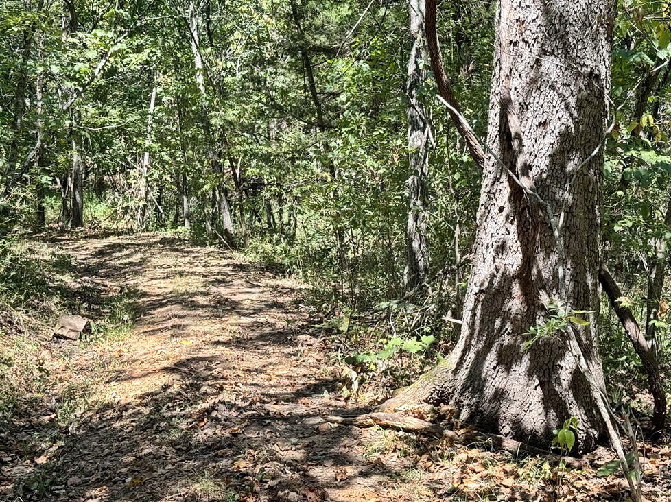 Photo 10 - Land for sale – 000 SE 500 Road  Collins, MO
