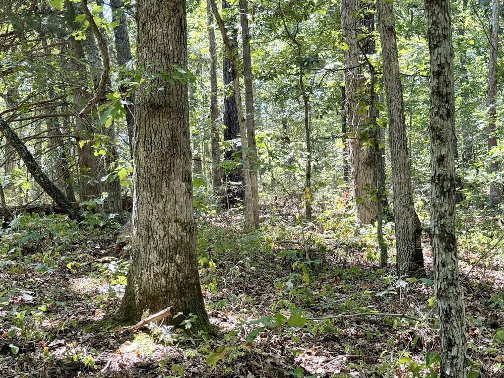 Photo 12 - Land for sale – 000 SE 500 Road  Collins, MO
